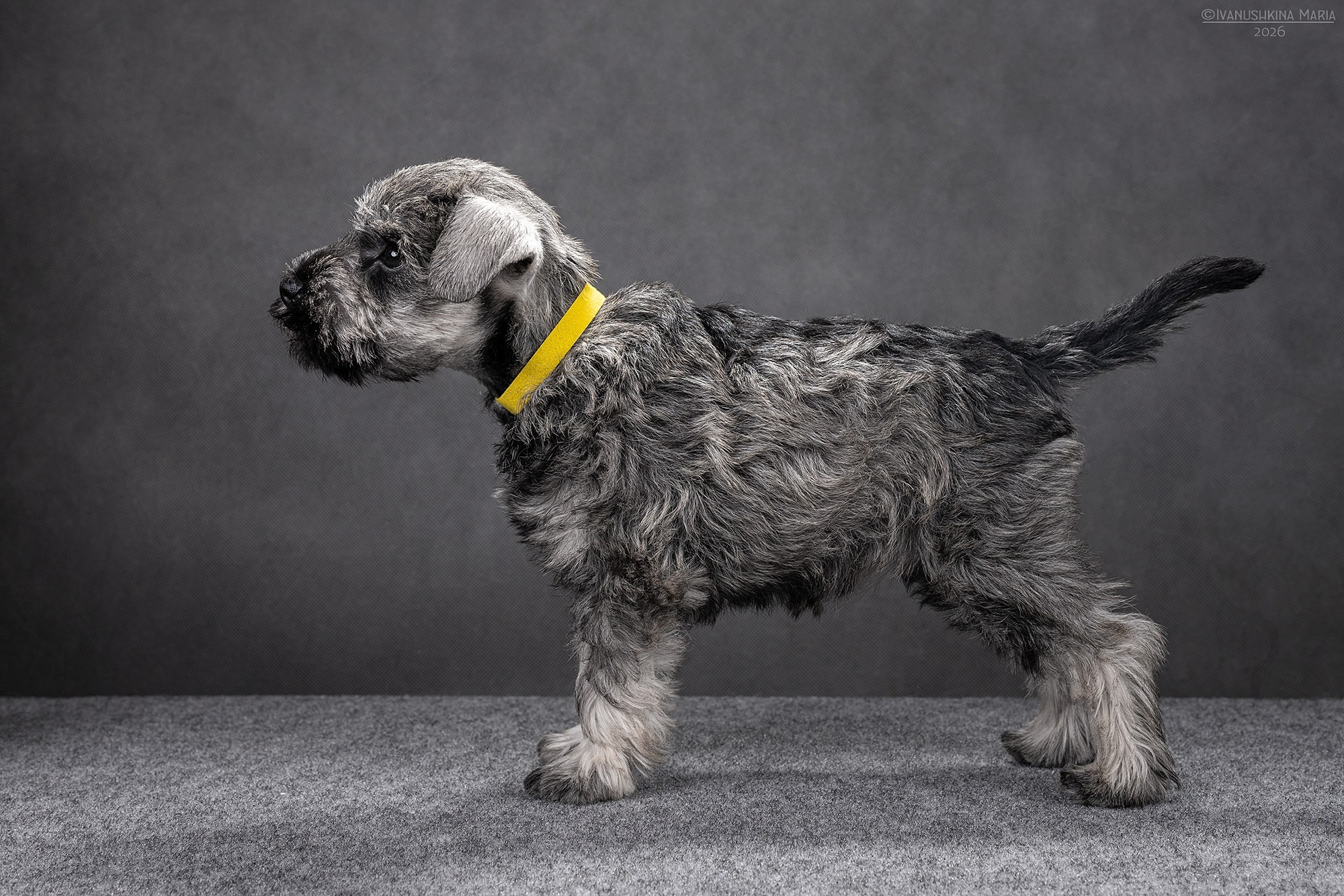 Экстерьерная фотосессия собаки. Фотограф собак в Москве и Московской области Иванушкина Мария