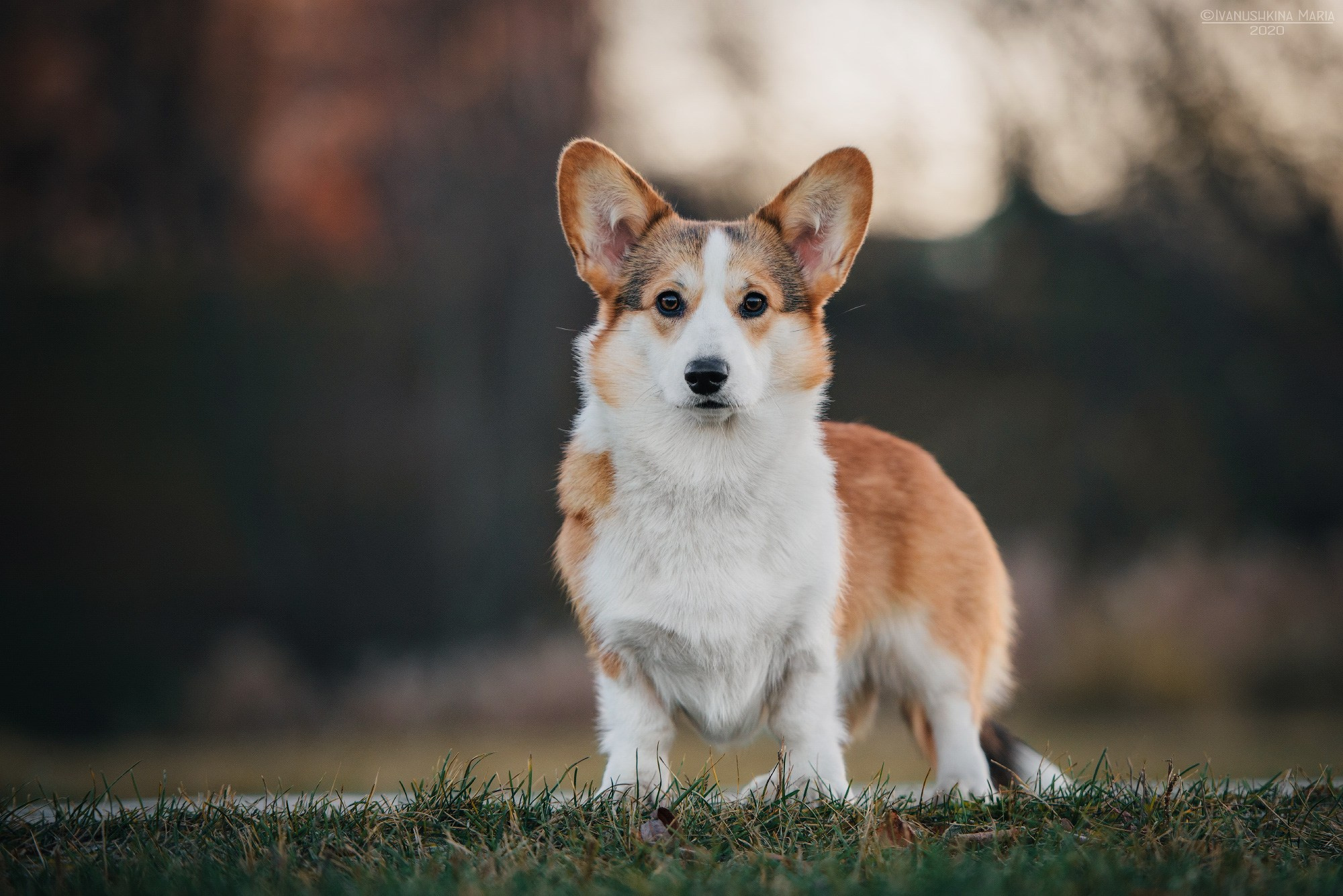 Фотограф-анималист. Фотограф собак в Москве и Московской области Иванушкина Мария