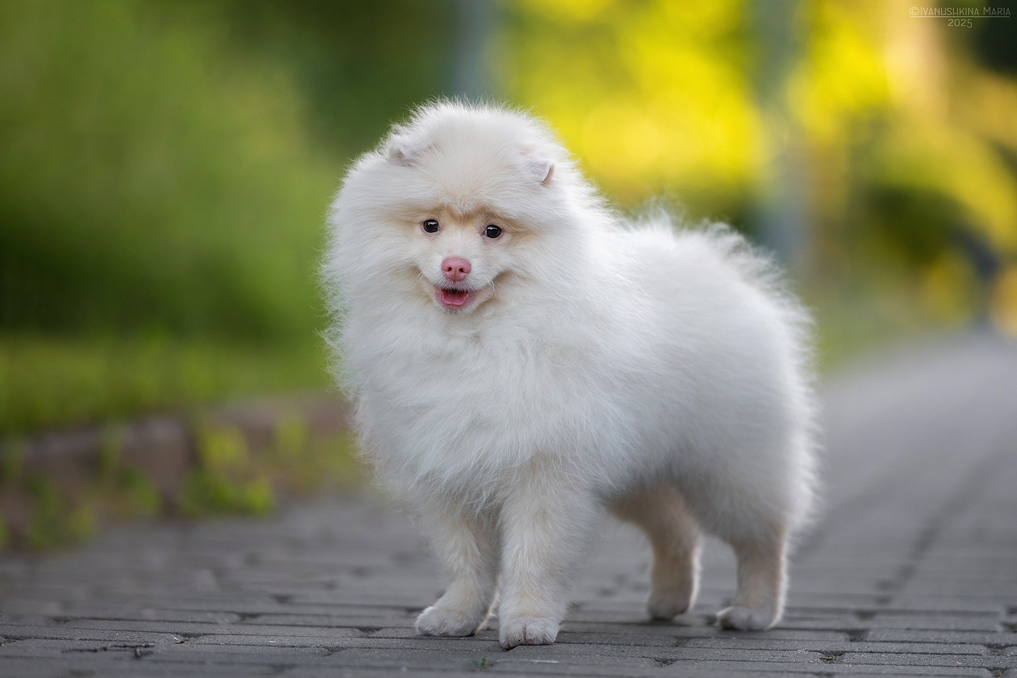Фотосессия щенков на продажу. Фотограф собак в Москве и Московской области Иванушкина Мария