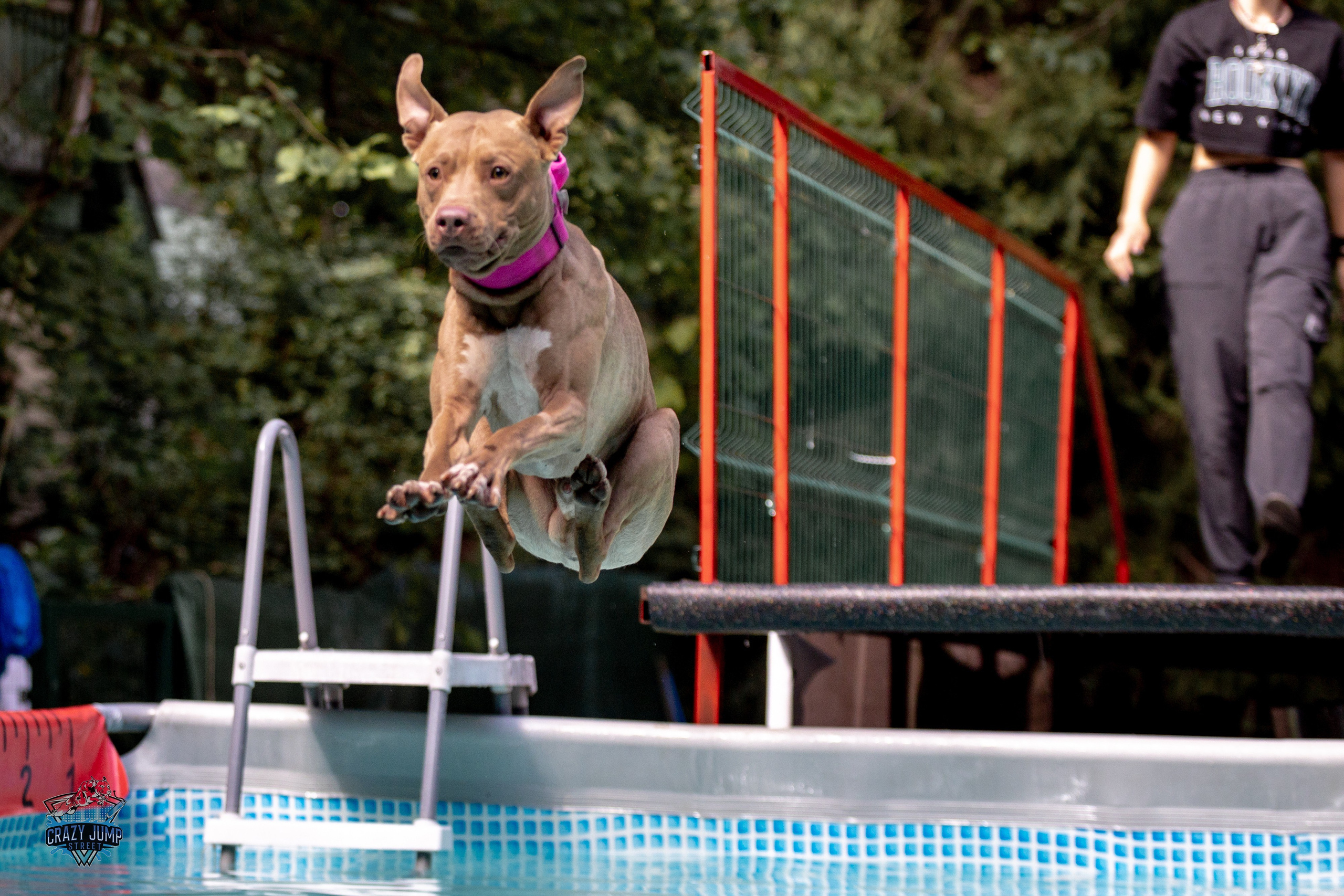 Собаки, спорт, Док дайвинг. Свадебный и репортажный фотограф в Москве и Московской области