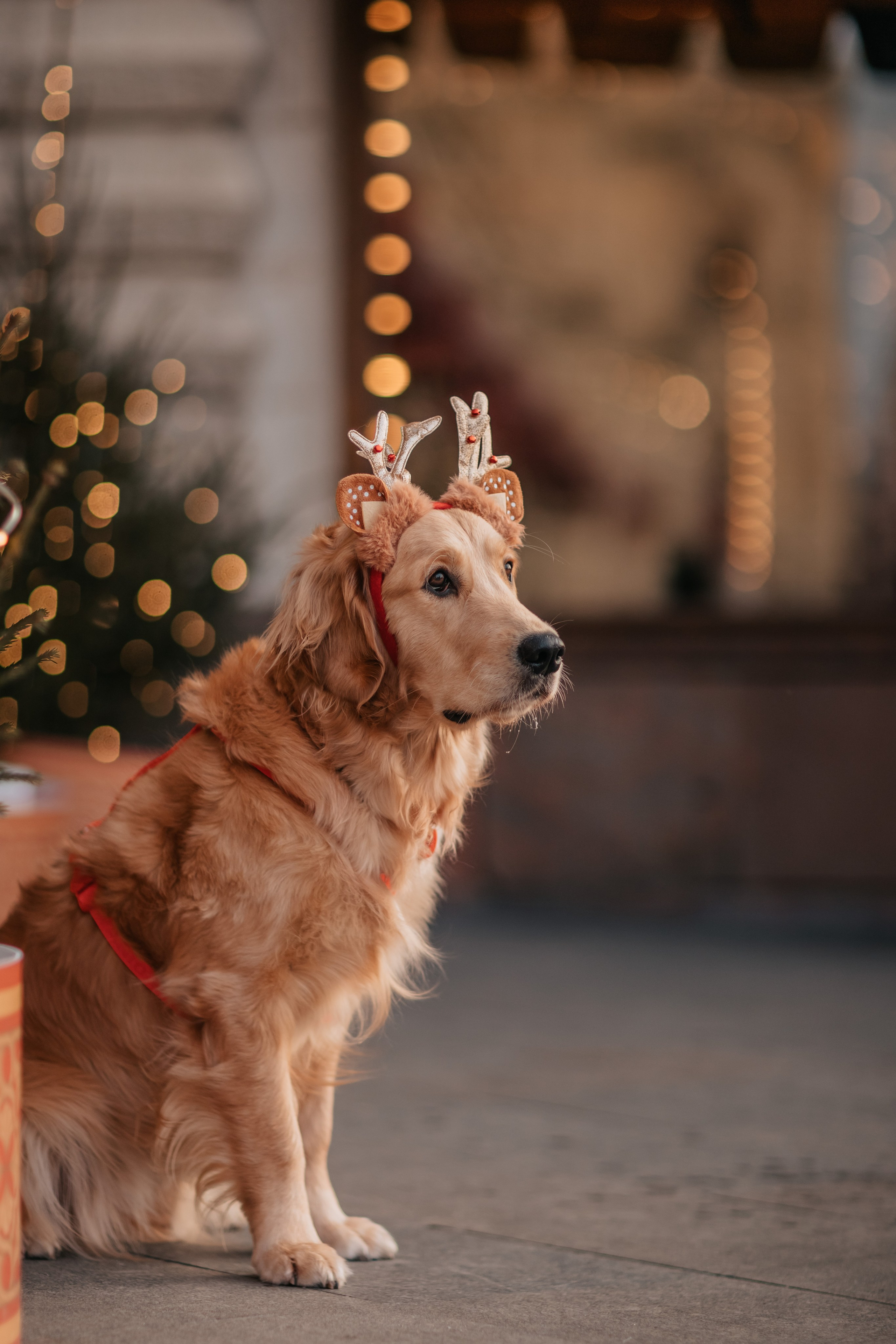 Бетти, Катя и Лёша. Новогодняя история. Семейный фотограф анималист Мария Крючкова