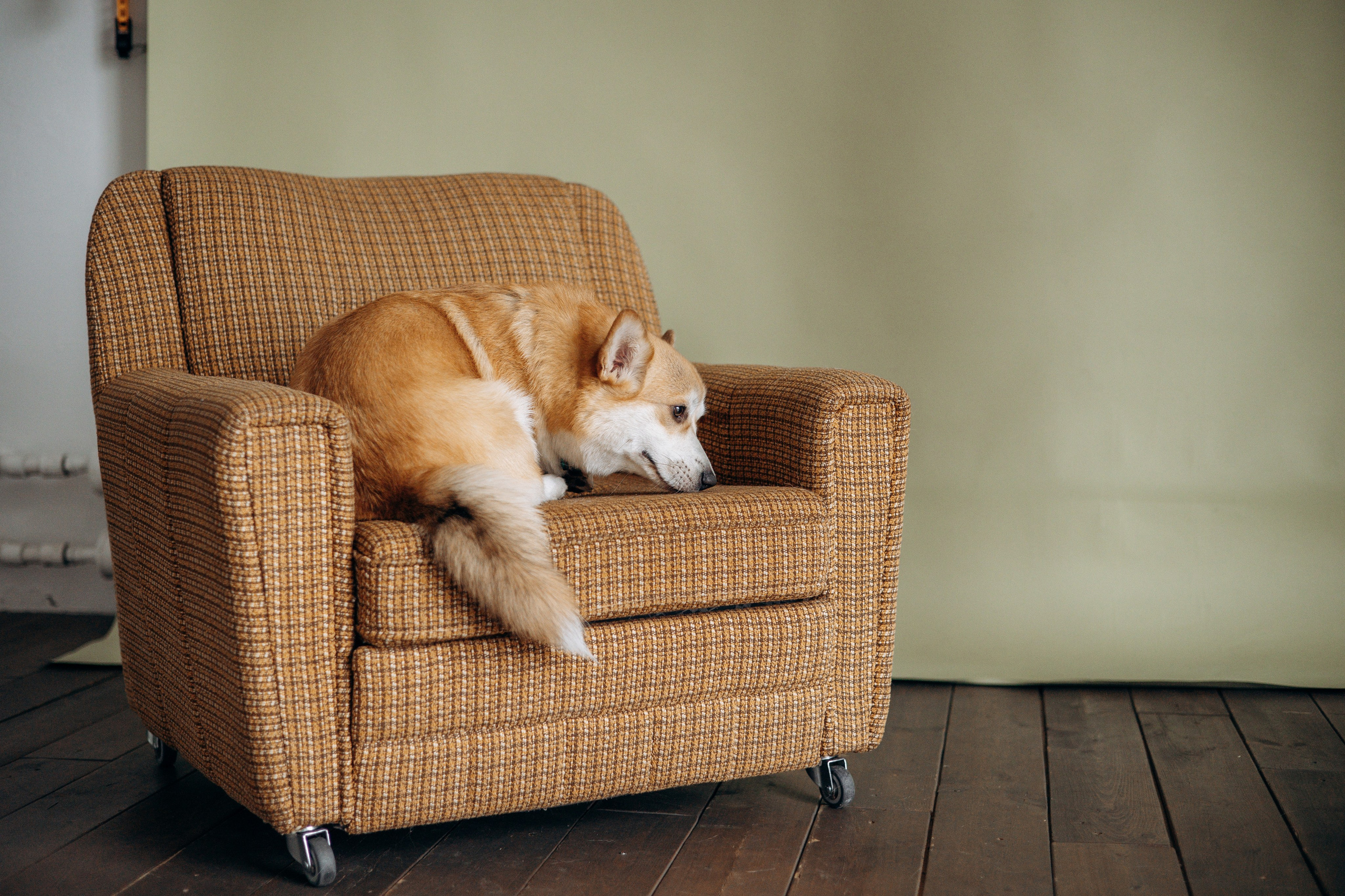 Ричи и его семья. Фотограф — Анималист | Санкт-Петербург