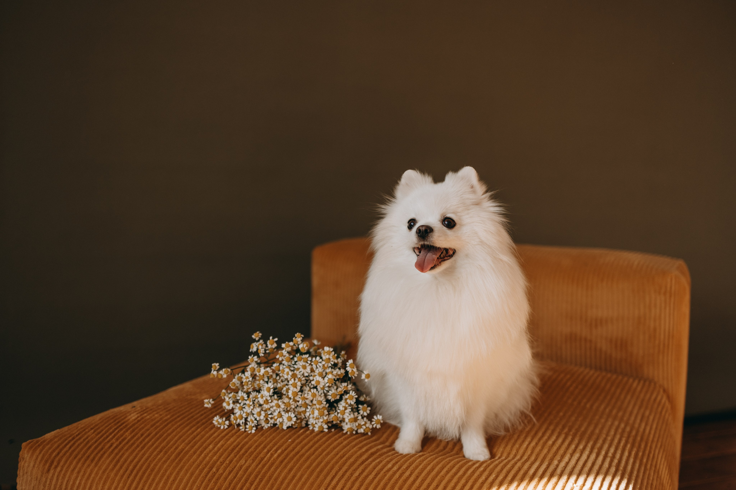 Джесси и ее семья. Фотограф — Анималист | Санкт-Петербург