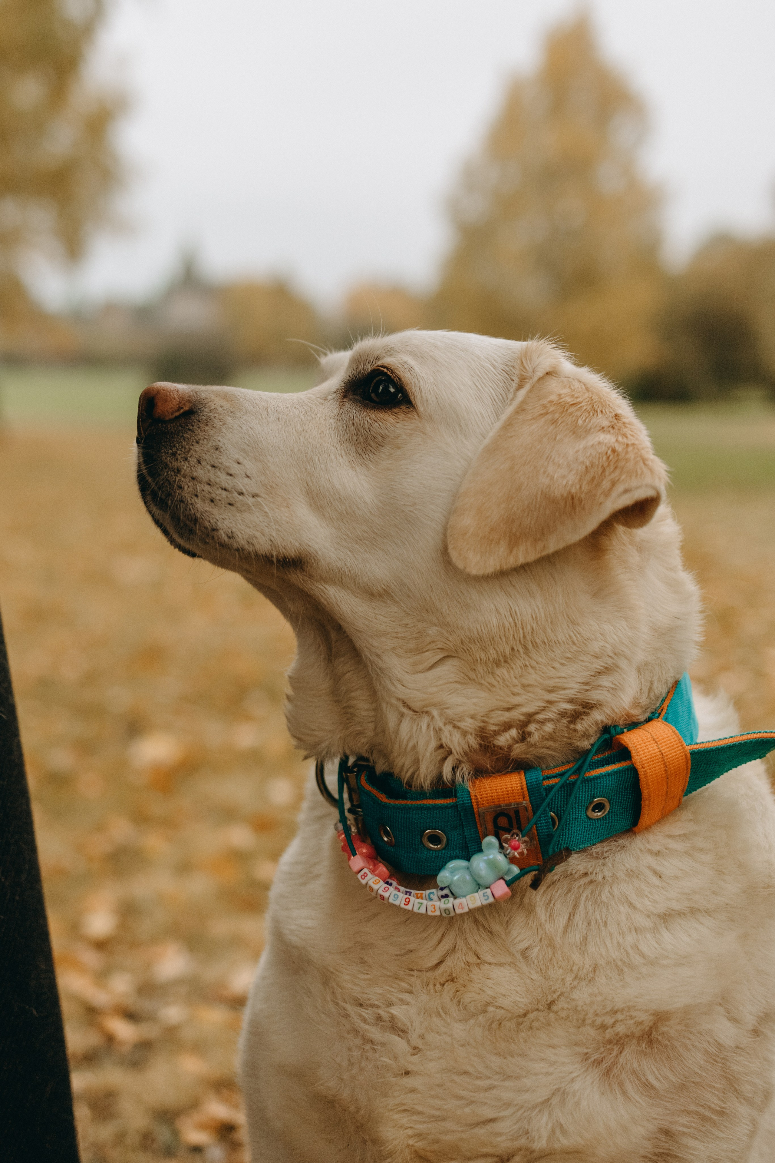 Женя и ее девочки. Фотограф — Анималист | Санкт-Петербург