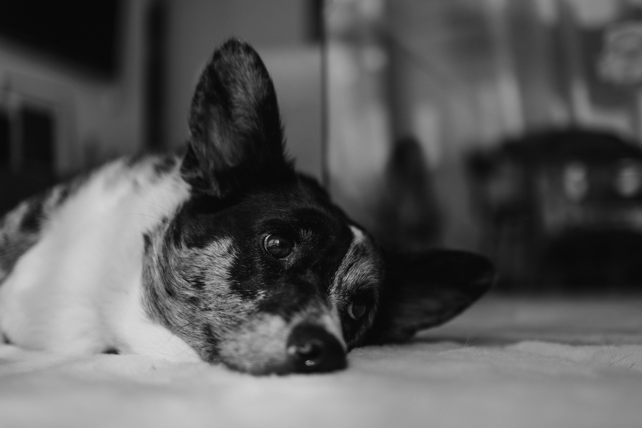 Бэлла, Деми и Луна. Фотораф — анималист Мария Шистка