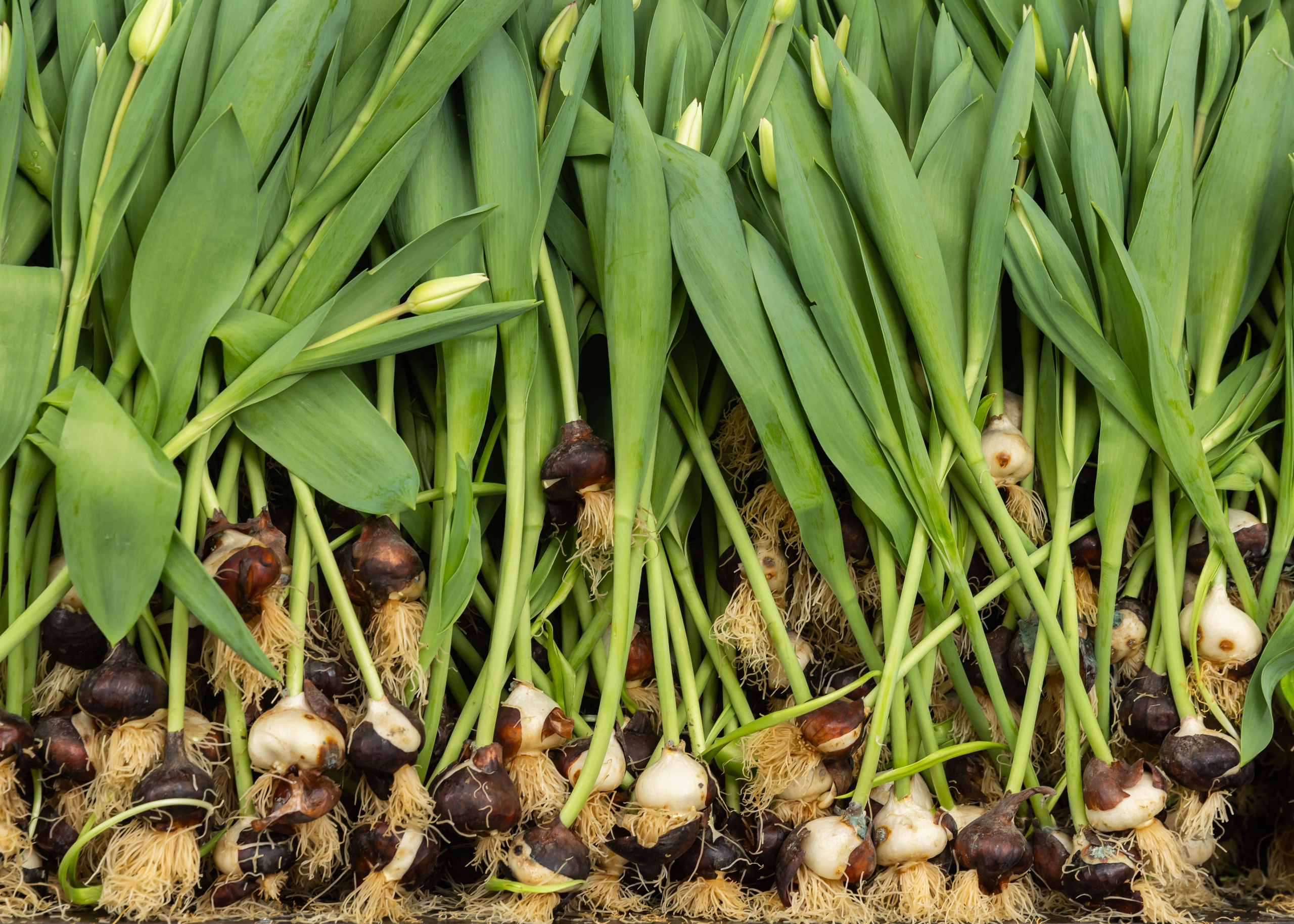 ЦВЕТЫ. ФОТОГРАФ ВИНОГРАДОВА ДАРЬЯ