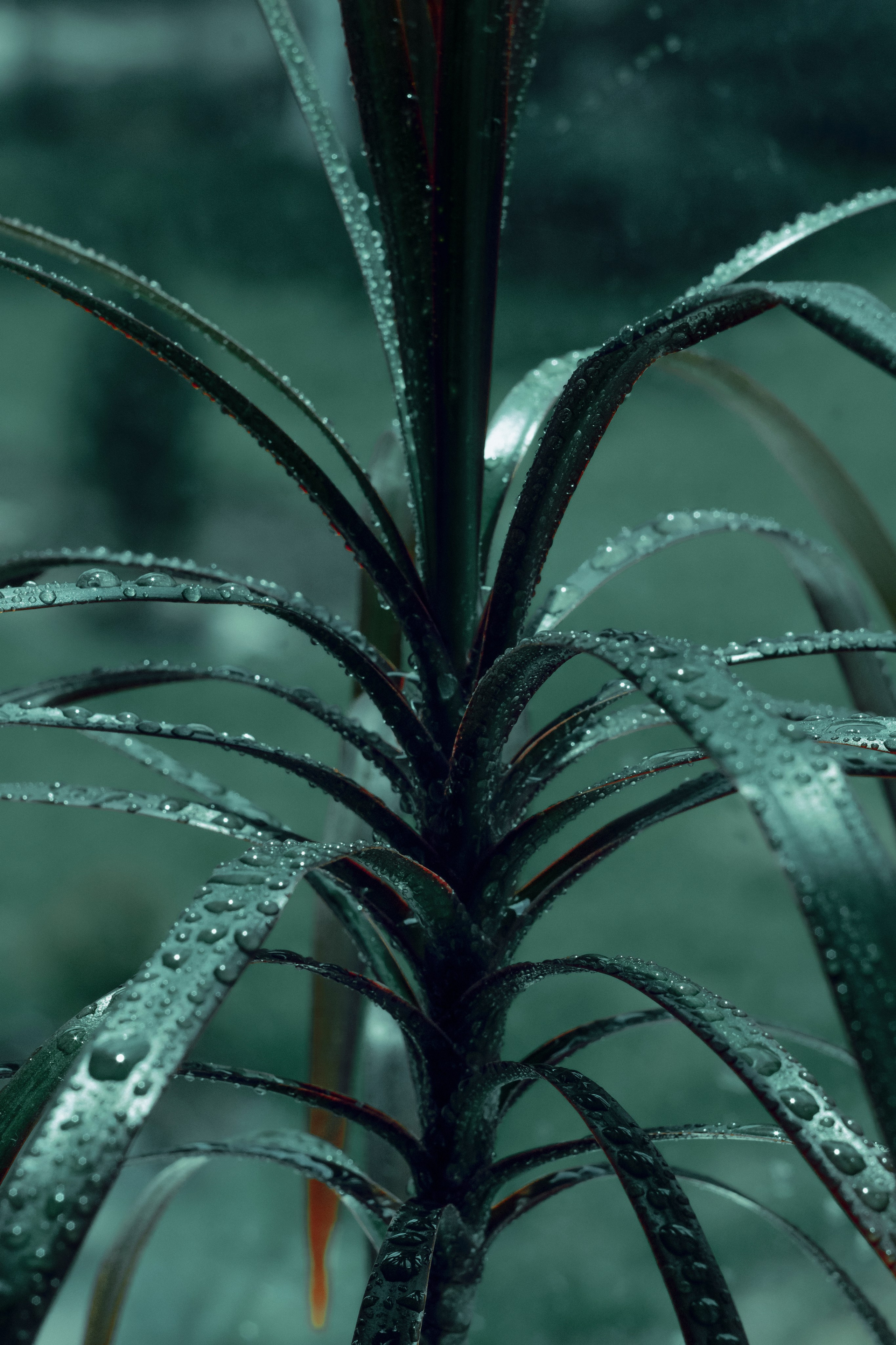 MACRO. Фотограф. Пейзажи, макро, портреты. Город Енакиево, без границ в съёмке
