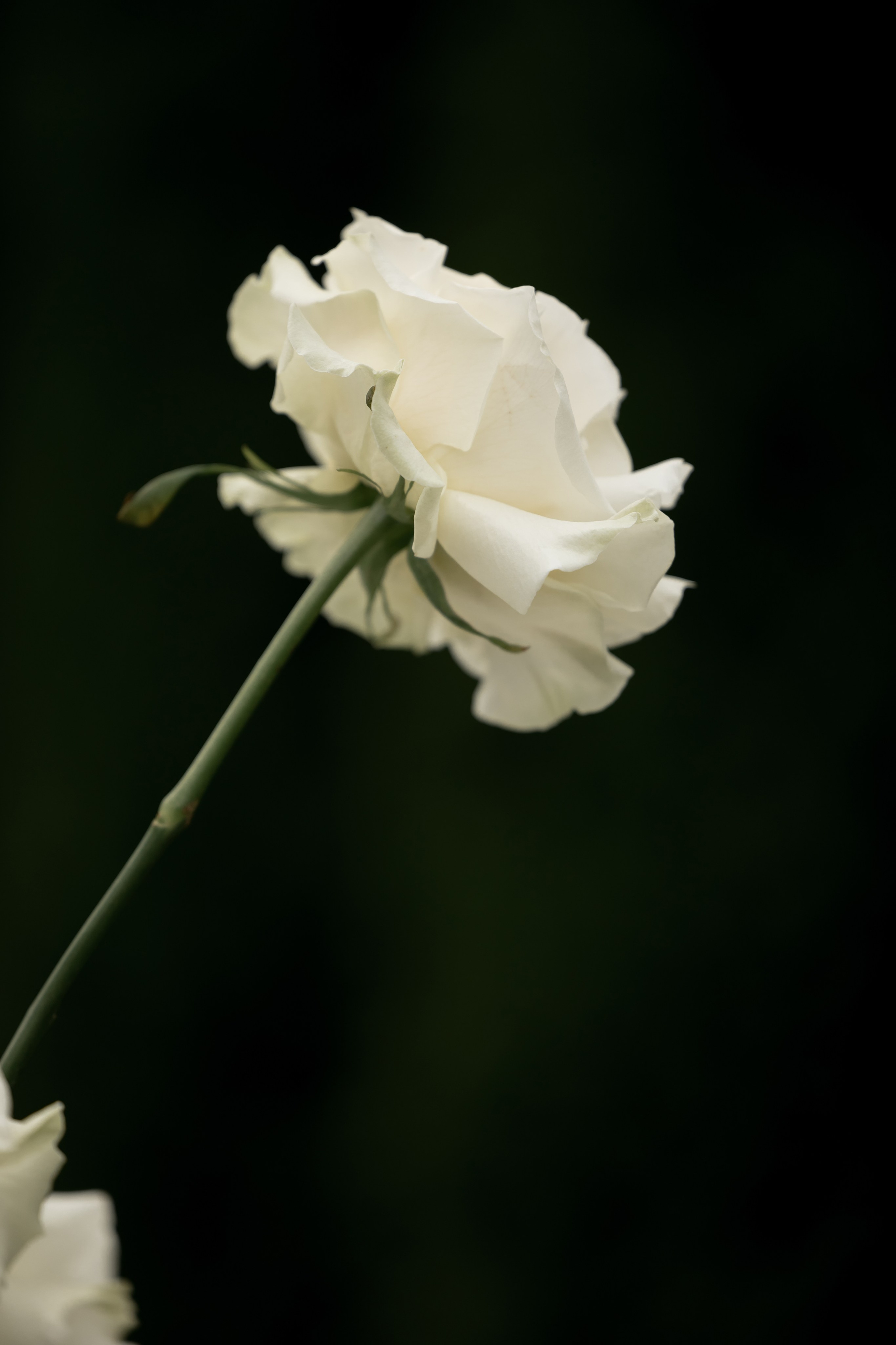 Кирилл & Анастасия. Организатор- Елена Гаманович. Главная