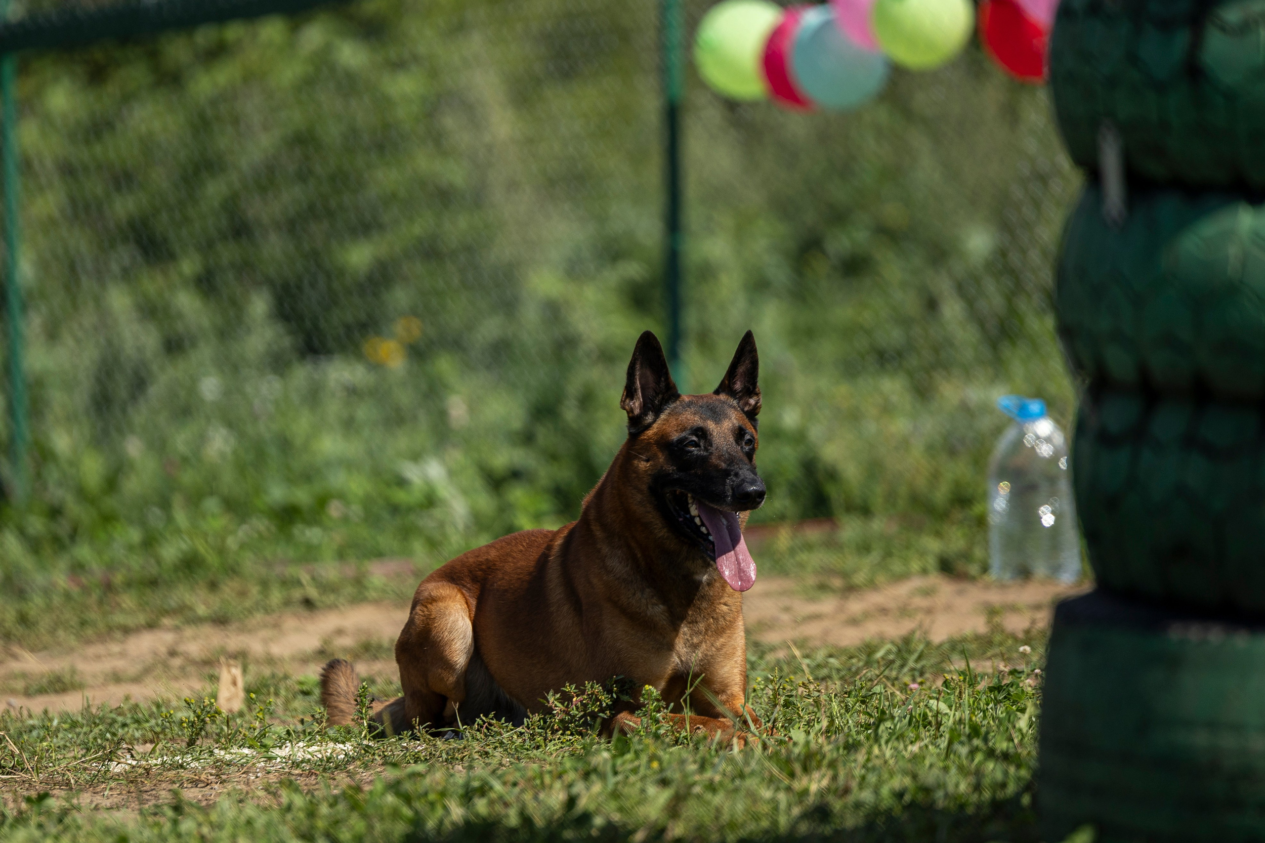 Соревнования по Мондьорингу г. Вологда 10-11.08.2024. Фотограф-анималист Анна Маринич