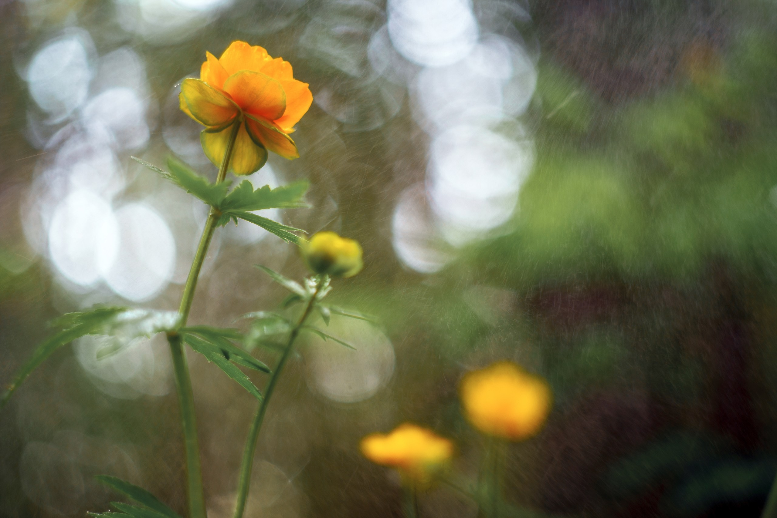 Красноярские Столбы. Фотограф в Красноярске Нерозя Александр. Пейзаж, природа, портрет