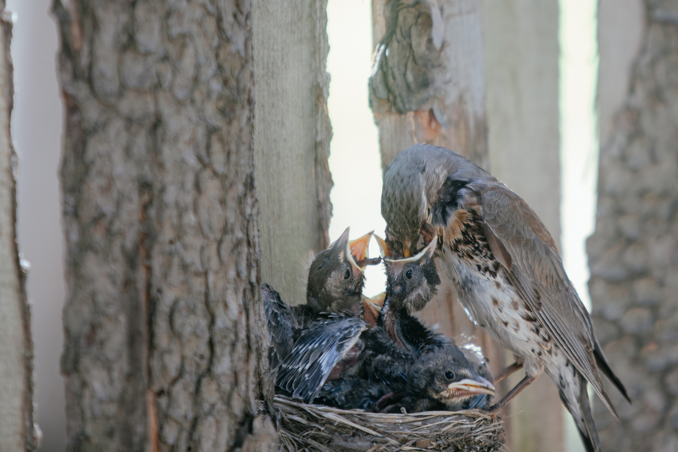 Выпускной в начальной школе. Арт-фотограф Крис Л. в Тобольске: портрет, семейные, свадьбы