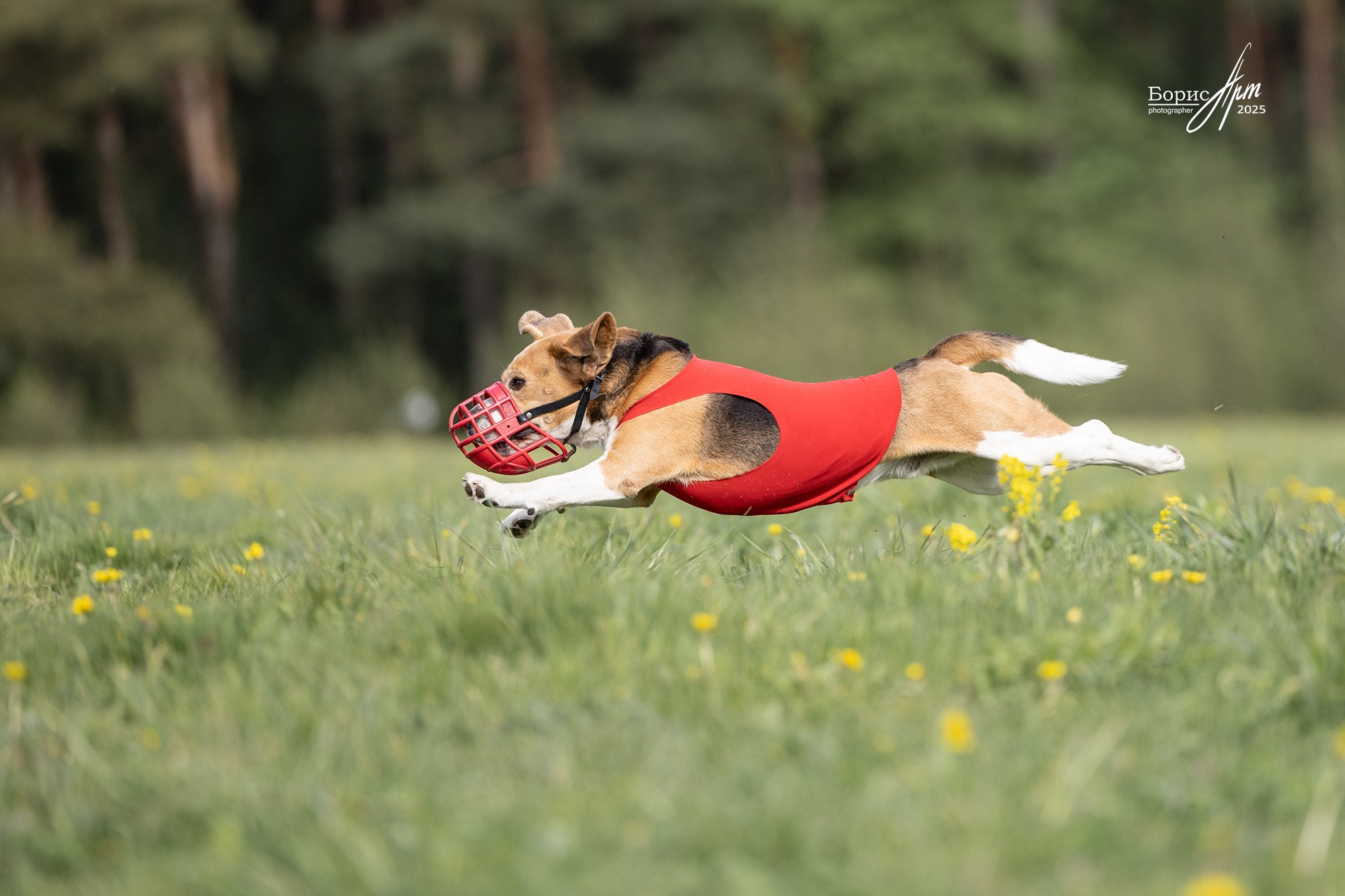 КУРСИНГ. Борис Артамонов фотограф — анималист. Москва