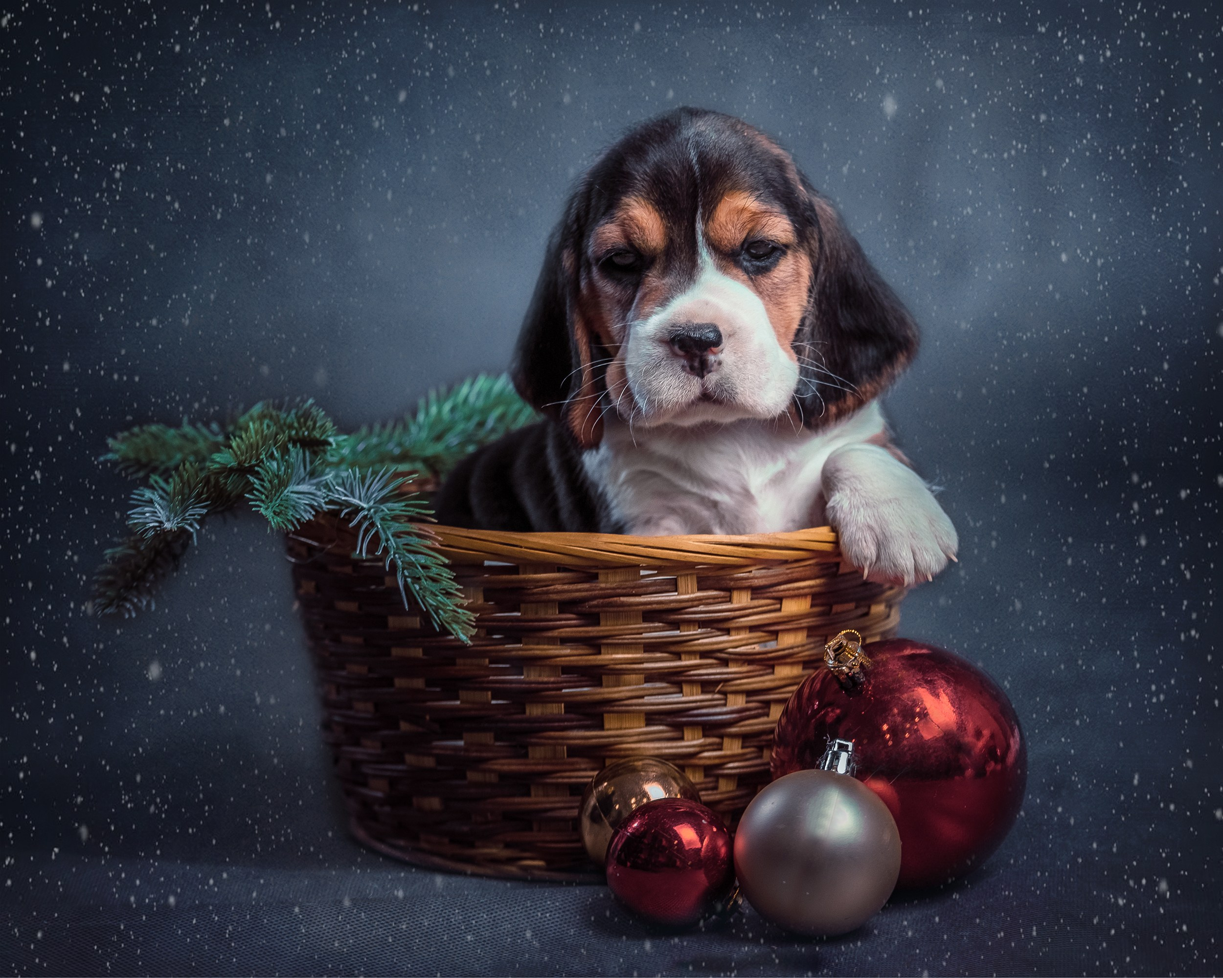 Животные. Семейный и детский фотограф в Москве Ольга Мэй