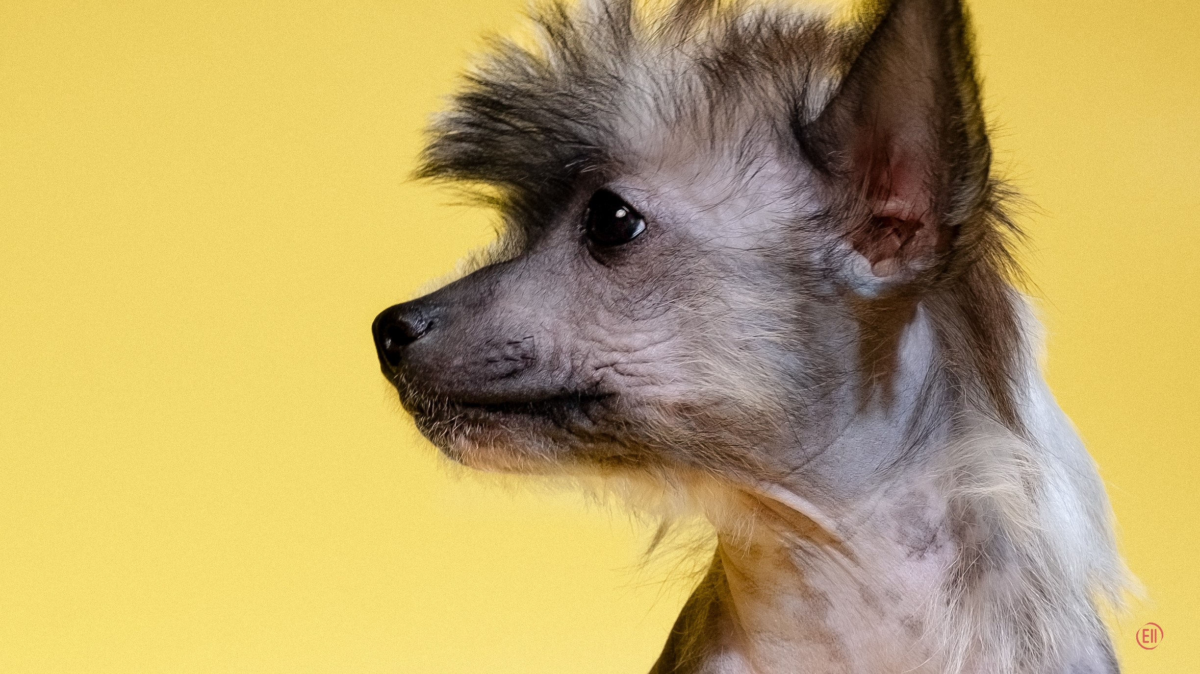 Poale Ell Deniz. Poale Ell Chinese Crested Dog Kennel: Buy a puppy from the kennel