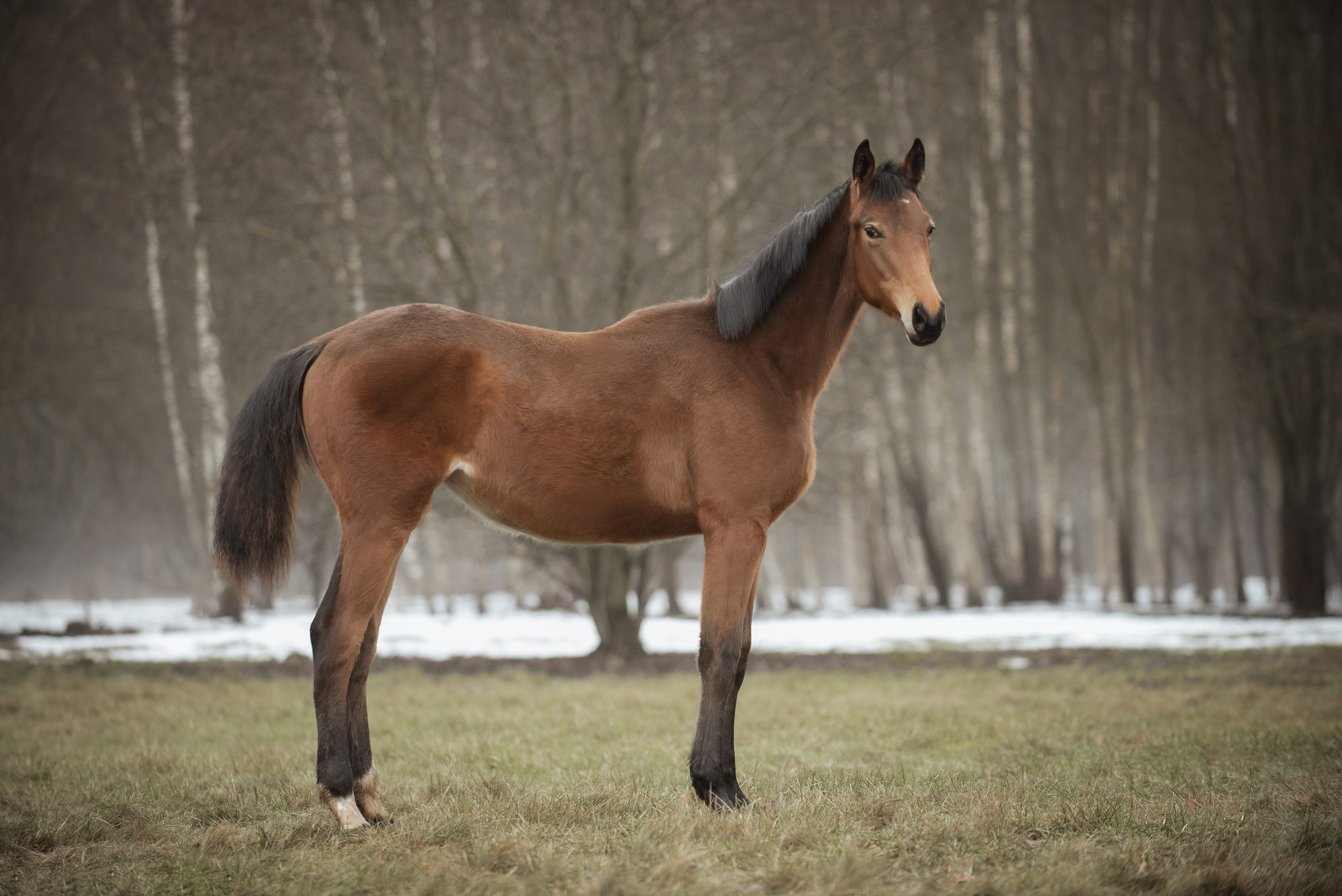 Мелкаши ЮНА. Куракина Дарья • Конный фотограф