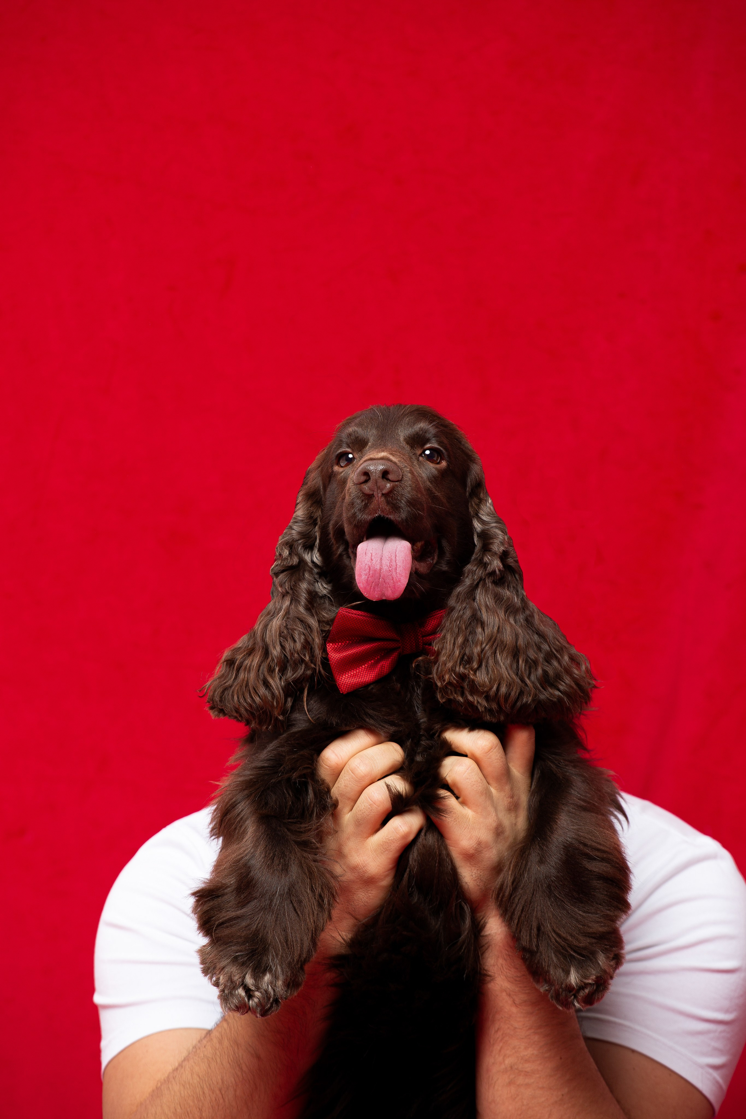 Animals. Photographer saint petersburg/moscow