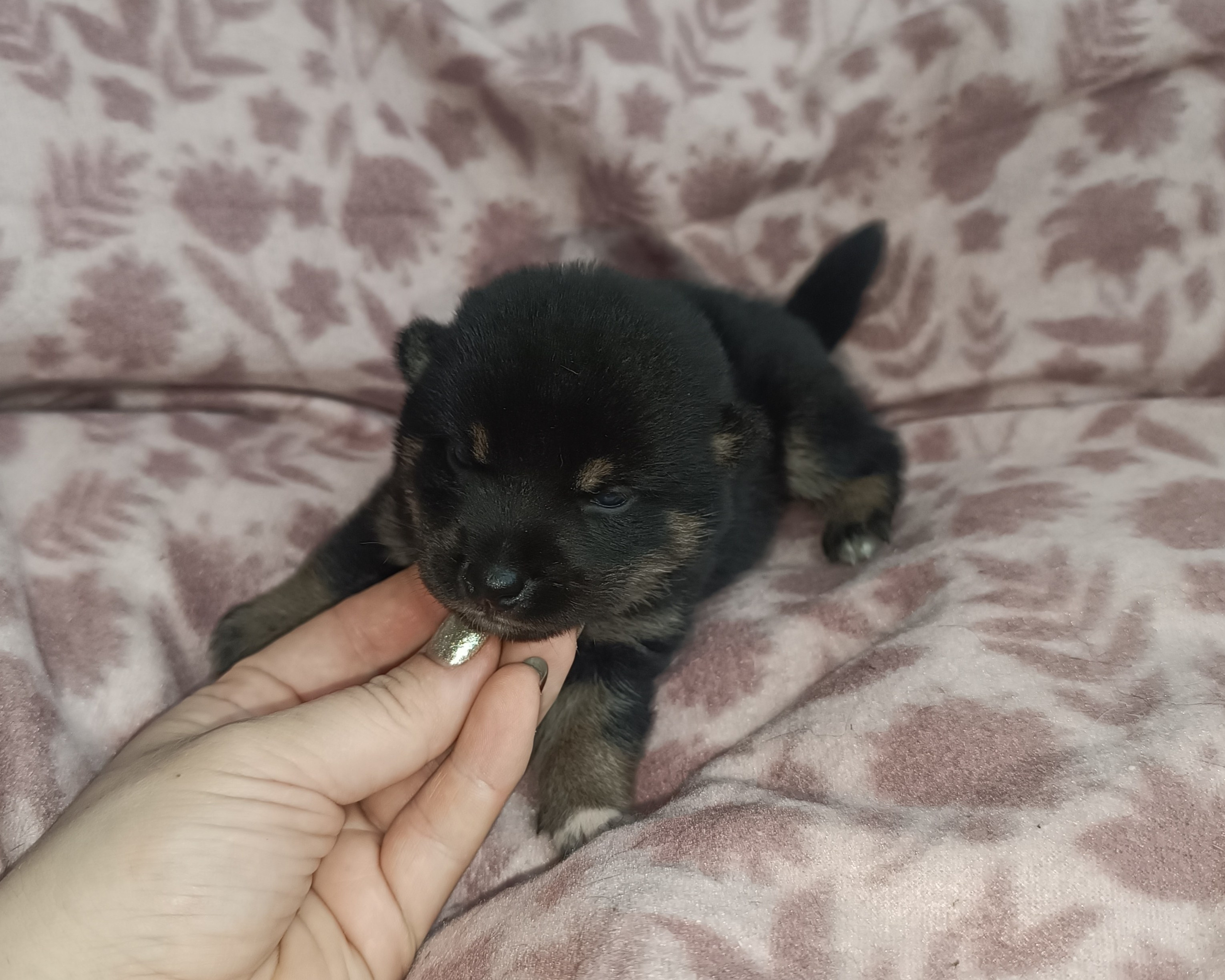 Rubylight Osanna. Американская акита I Сиба ину I Питомник RUBYLIGHT