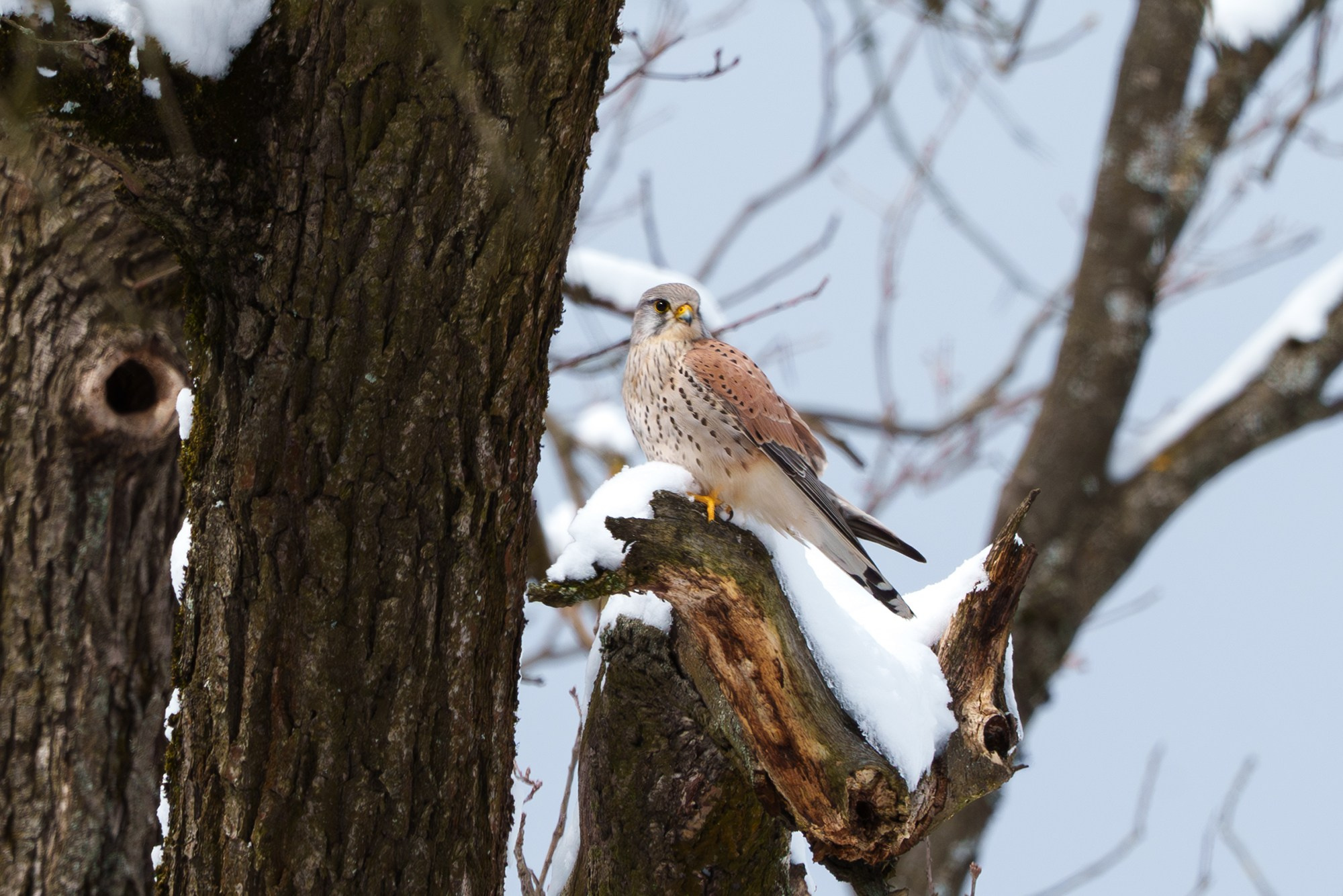Удивительные мир птиц. Вокруг нас столько прекрасного — присмотритесь!. Ваш личный фотограф Марина Волкова