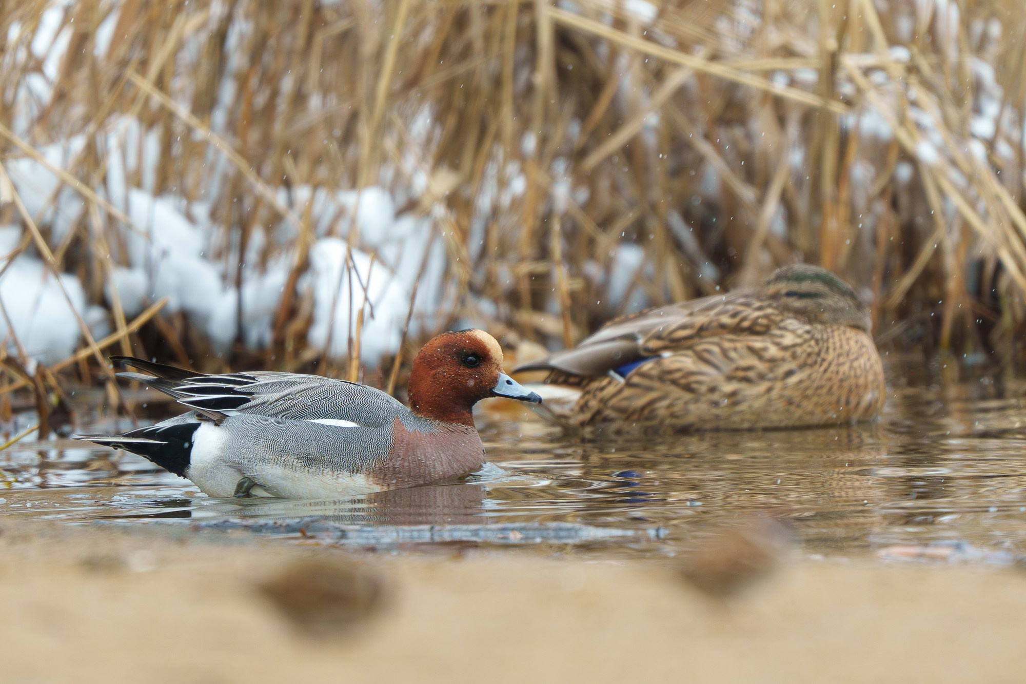Удивительные мир птиц. Вокруг нас столько прекрасного — присмотритесь!. Ваш личный фотограф Марина Волкова