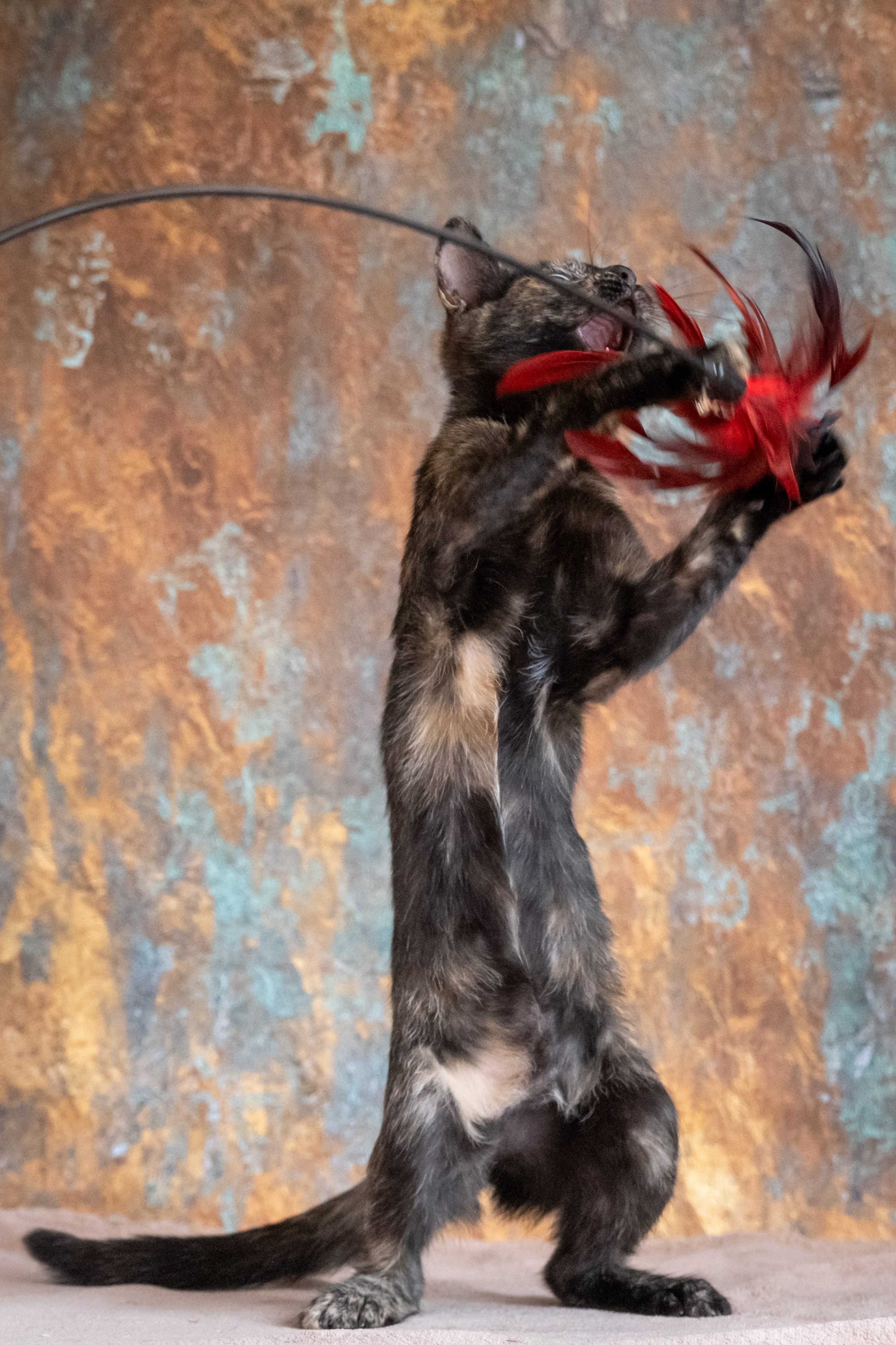 Котята для Дианы. Зоофотограф, фотограф животных в Москве и области Дина Дамоцева