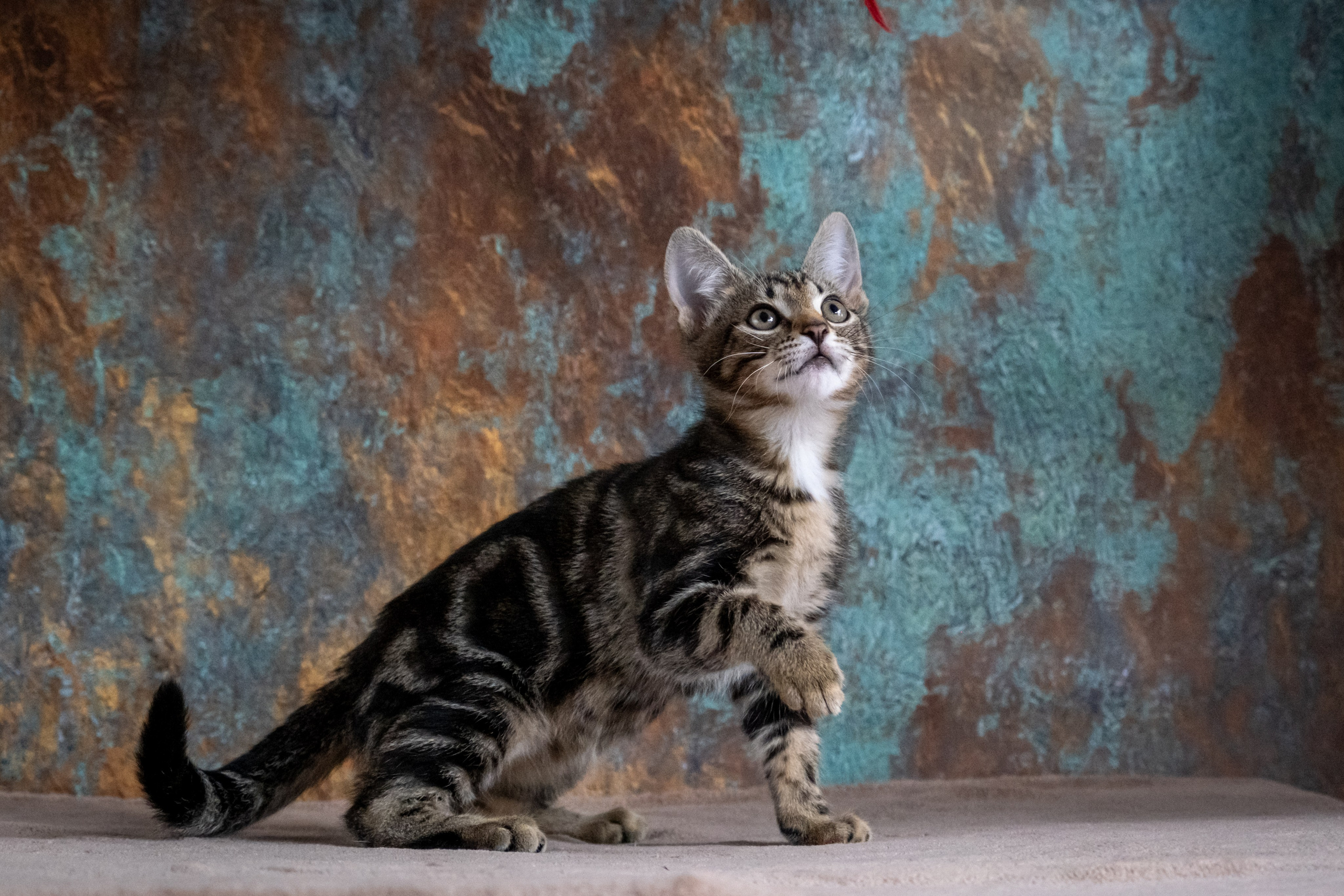 Котята для Дианы. Зоофотограф, фотограф животных в Москве и области Дина Дамоцева