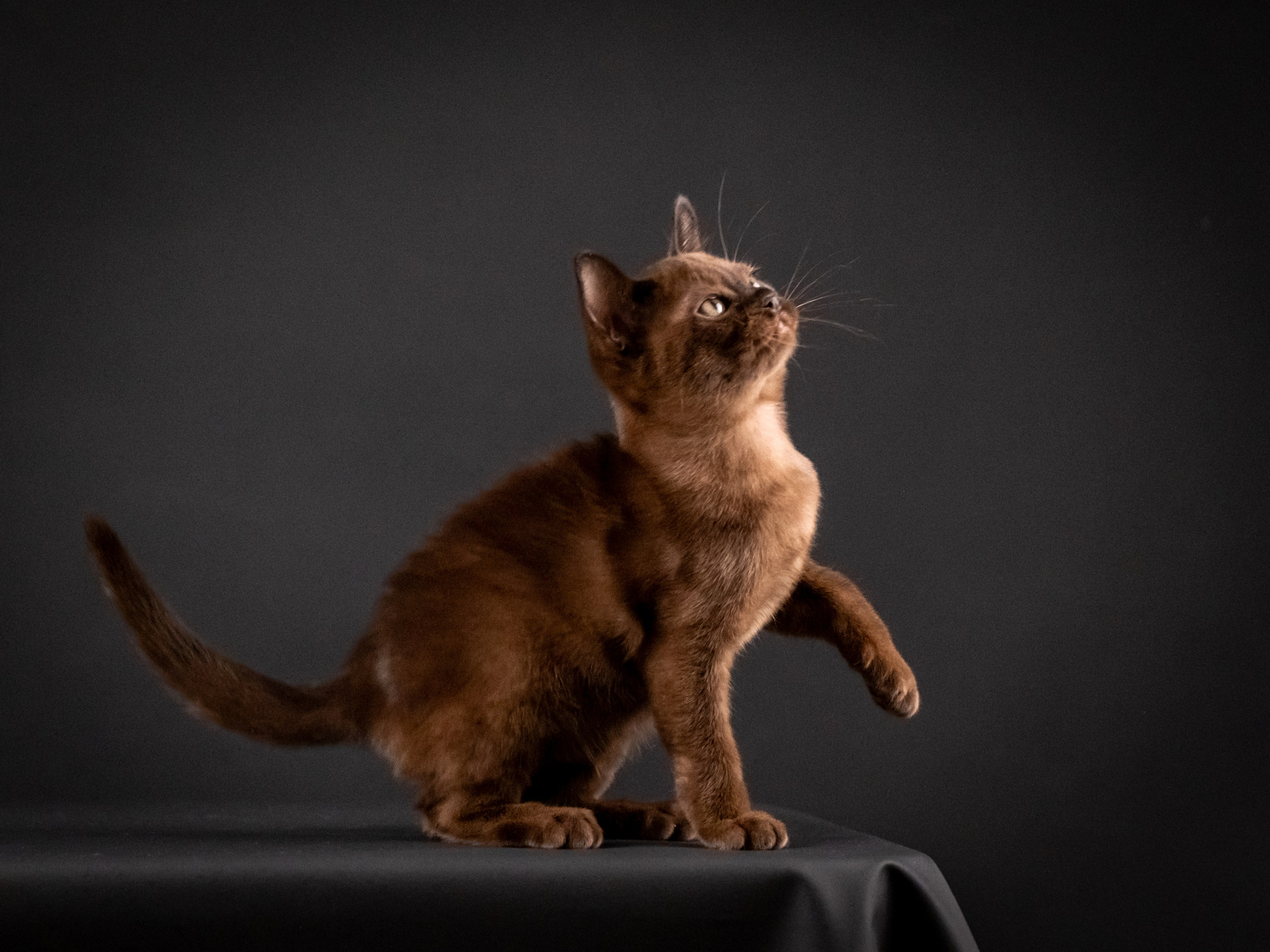 Бурмятки для Елены). Зоофотограф, фотограф животных в Москве и области Дина Дамоцева