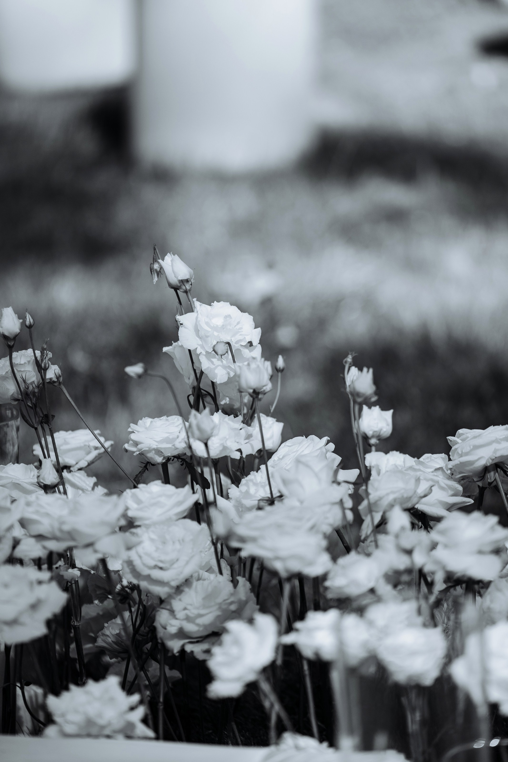 Дмитрий и Николь. Свадебный фотограф в Ростове — на — Дону Александра Пивоварова