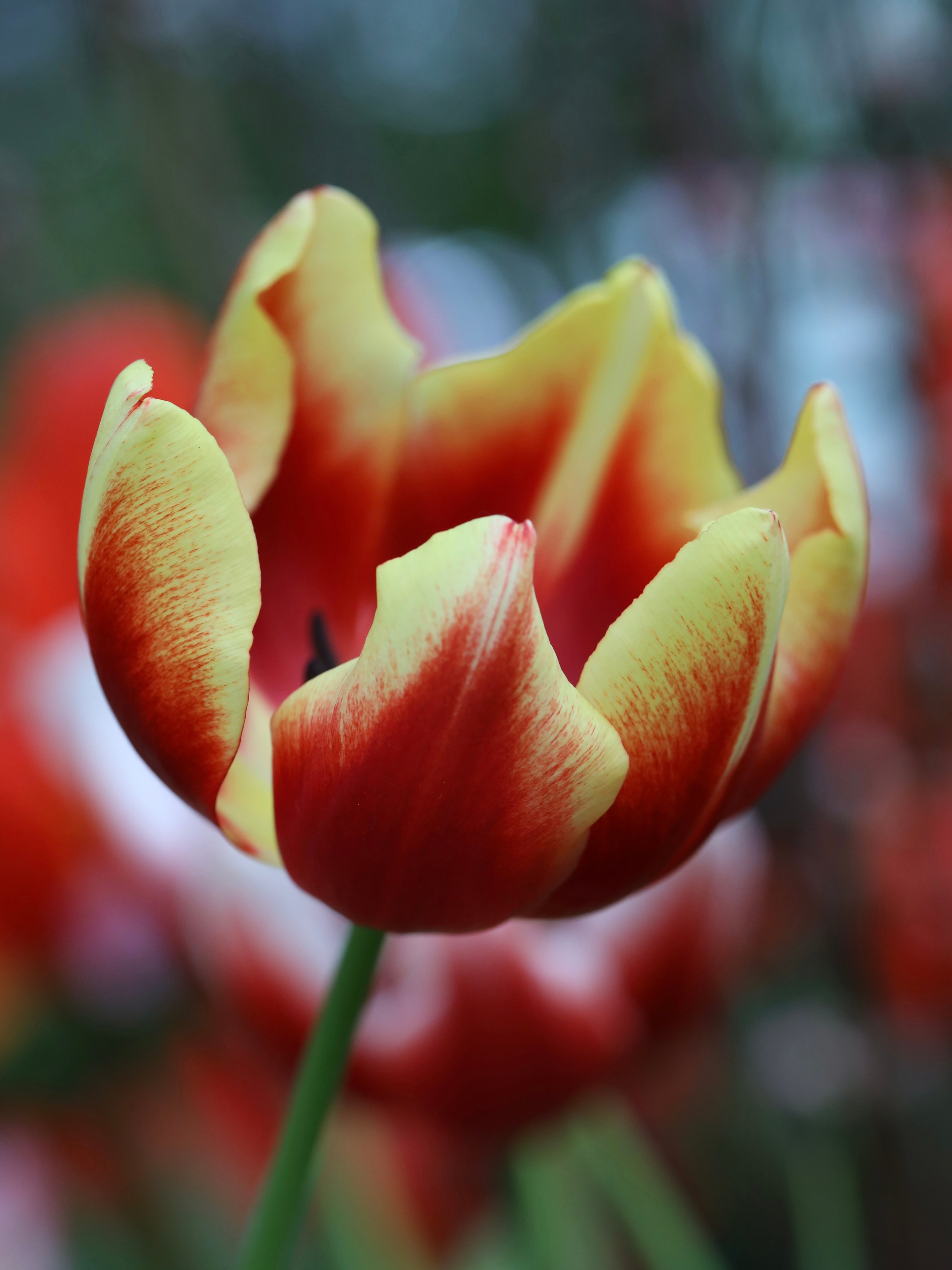 Фотографии весенних цветов. Фотосессии и репортаж — Фотограф в Москве — Рина Серёгина