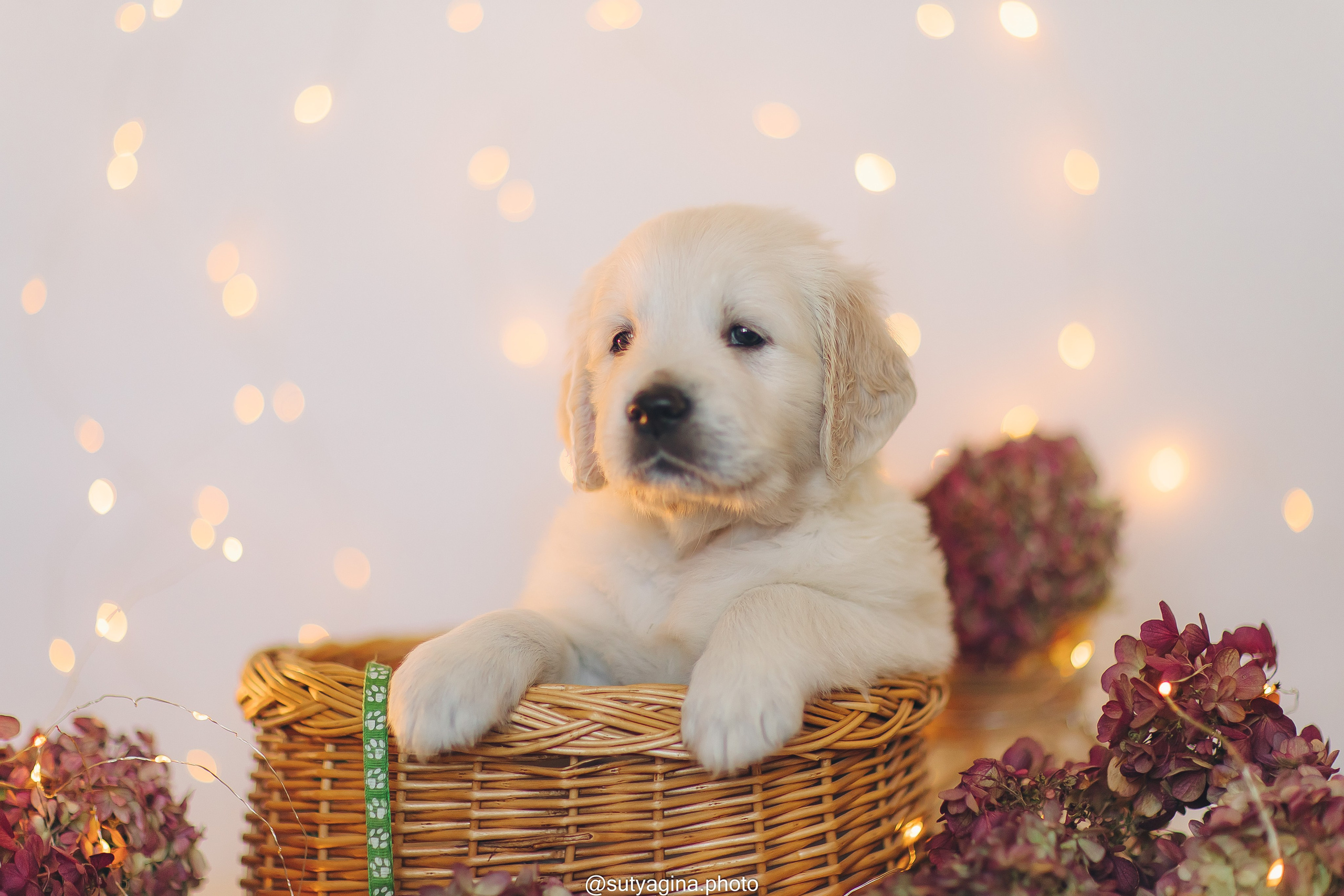 Зеленая лента. Свадебный и женский фотограф