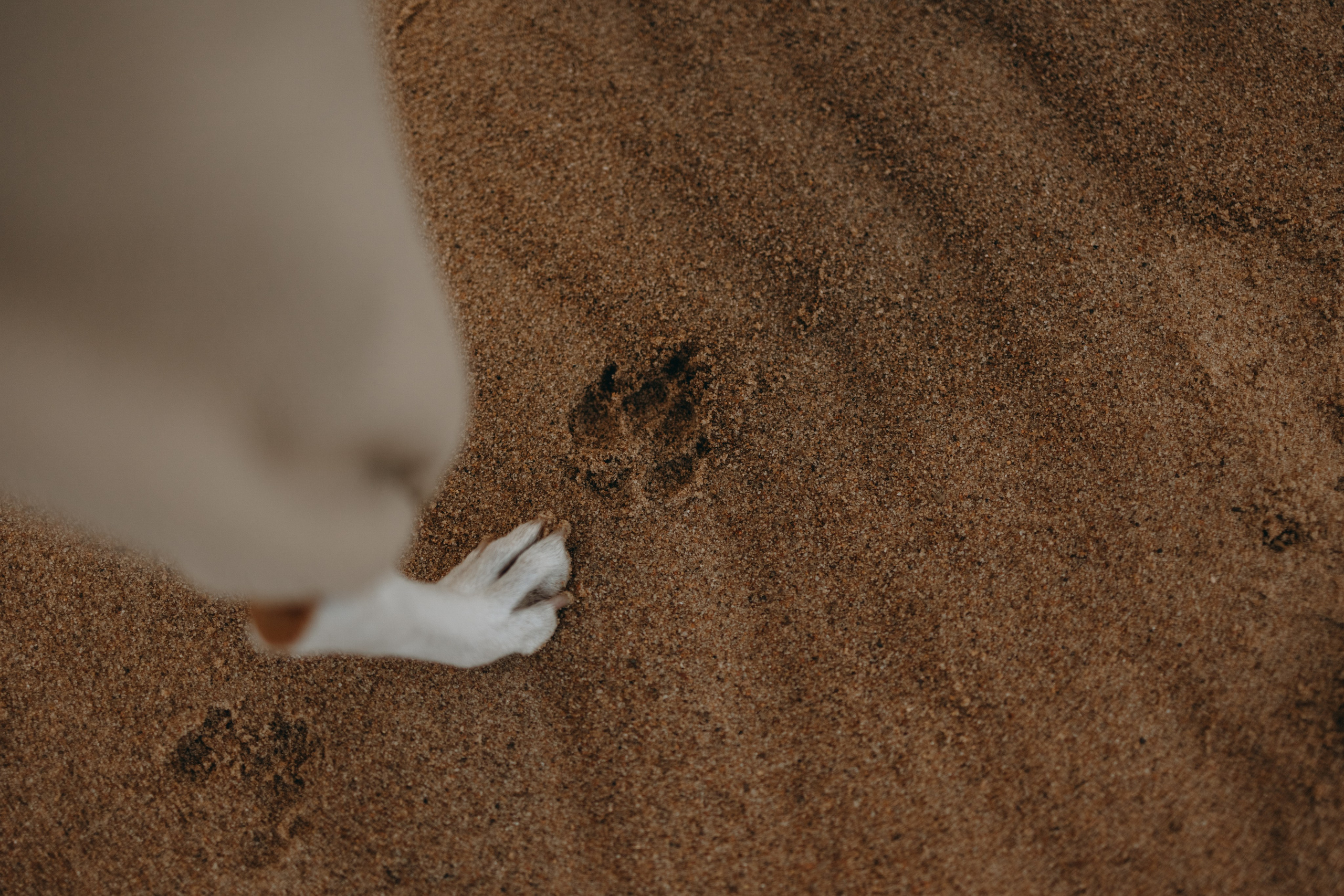 Алиса и Лео. Фотограф — Анималист | Санкт-Петербург