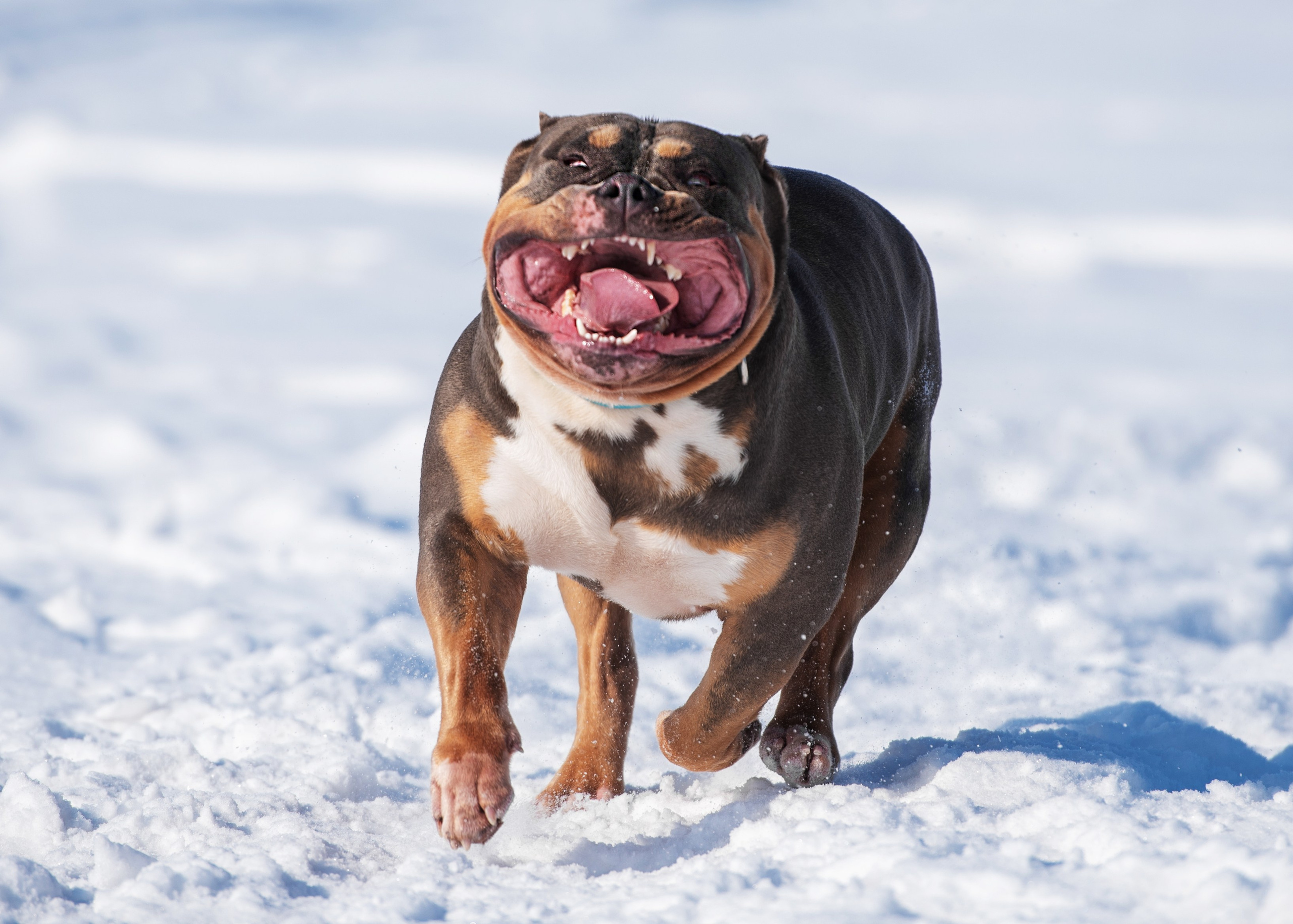 Булли. Дог-фотограф в Тюмени Александра Королева