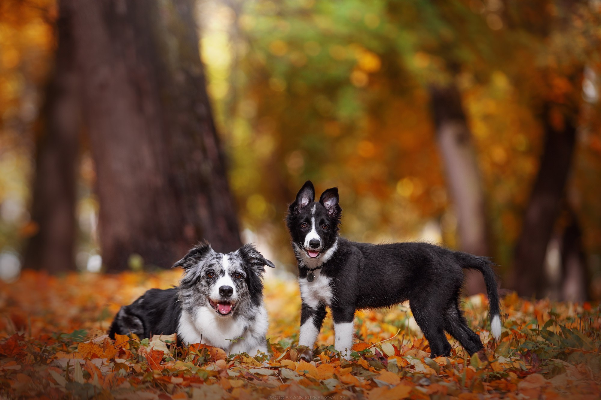 Оди и Юки. Фотограф анималист Кузнецова Анна Нижний Новгород