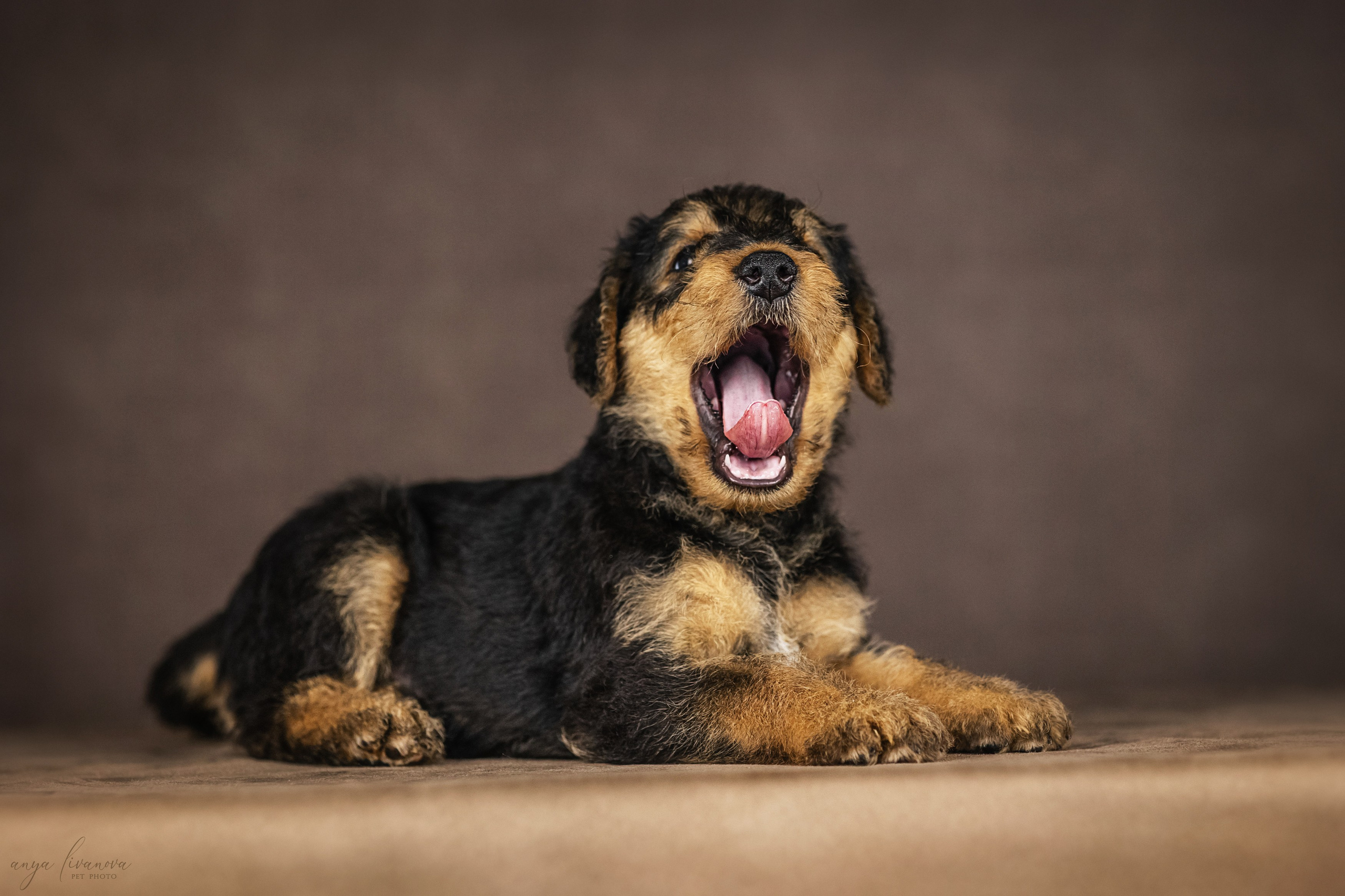 Эрдели. Фотограф анималист Аня Ливанова | Рыбинск