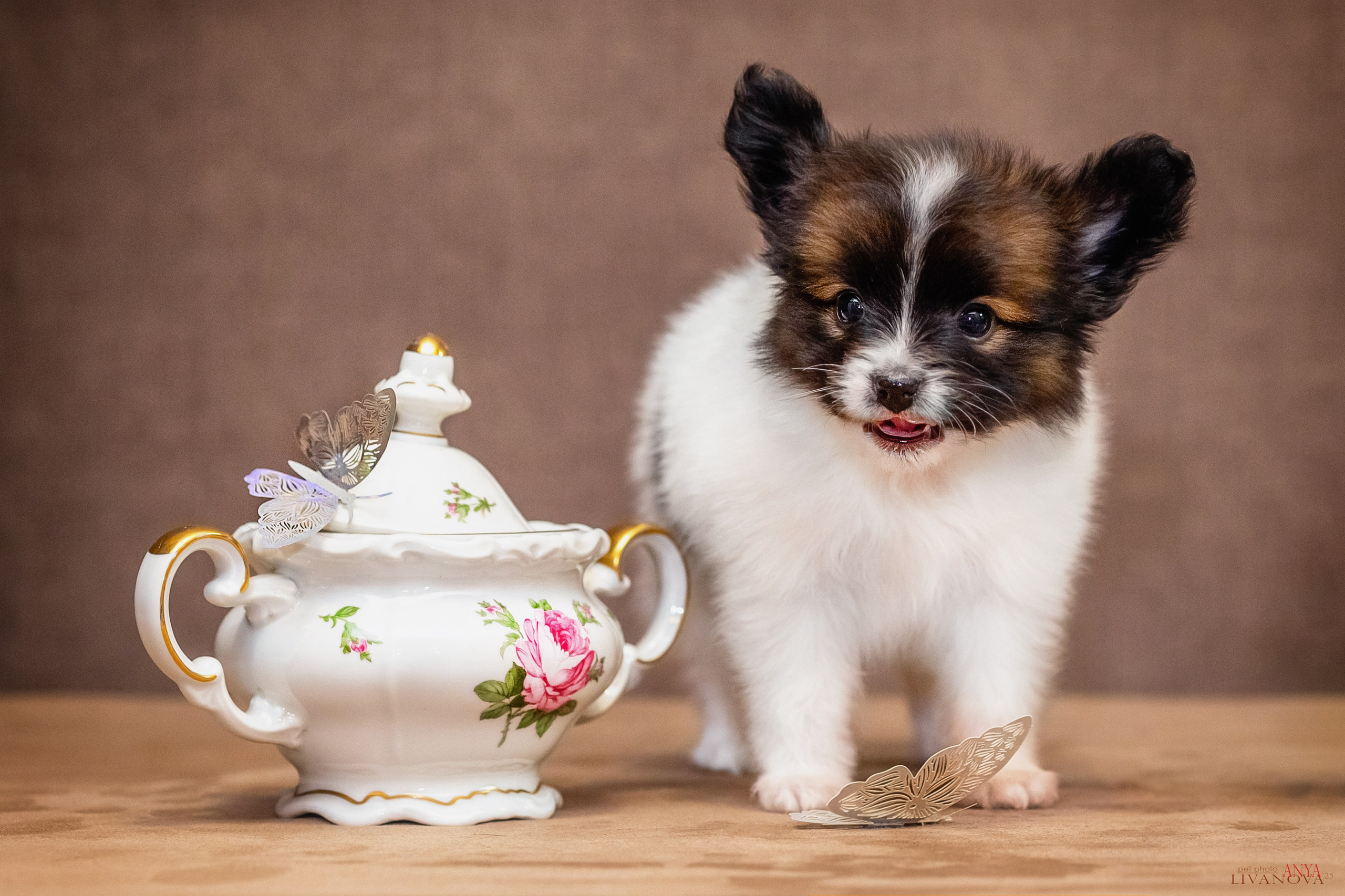 Папийончики. Фотограф анималист Аня Ливанова | Рыбинск