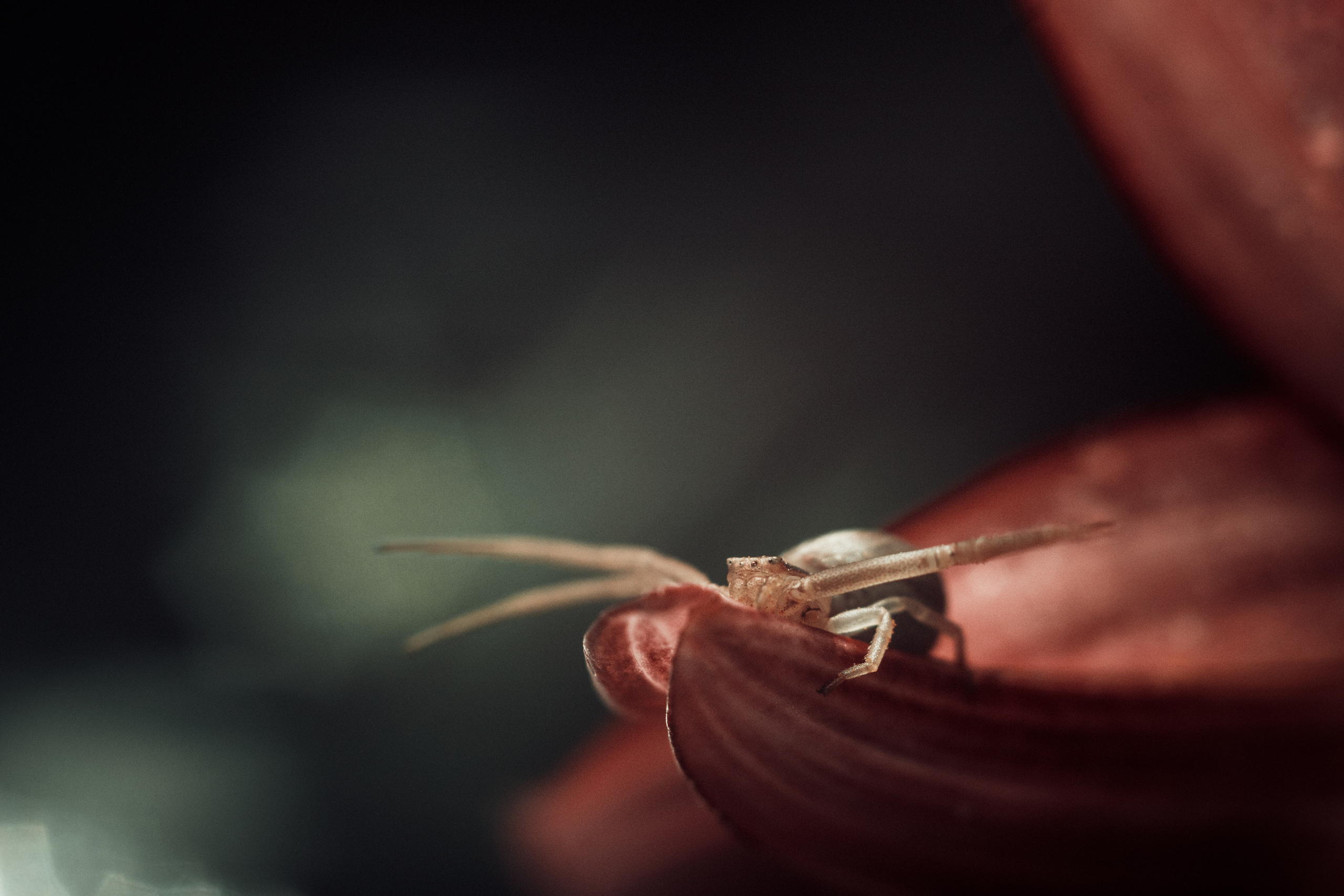 Nature. Артем Корнев Фотограф