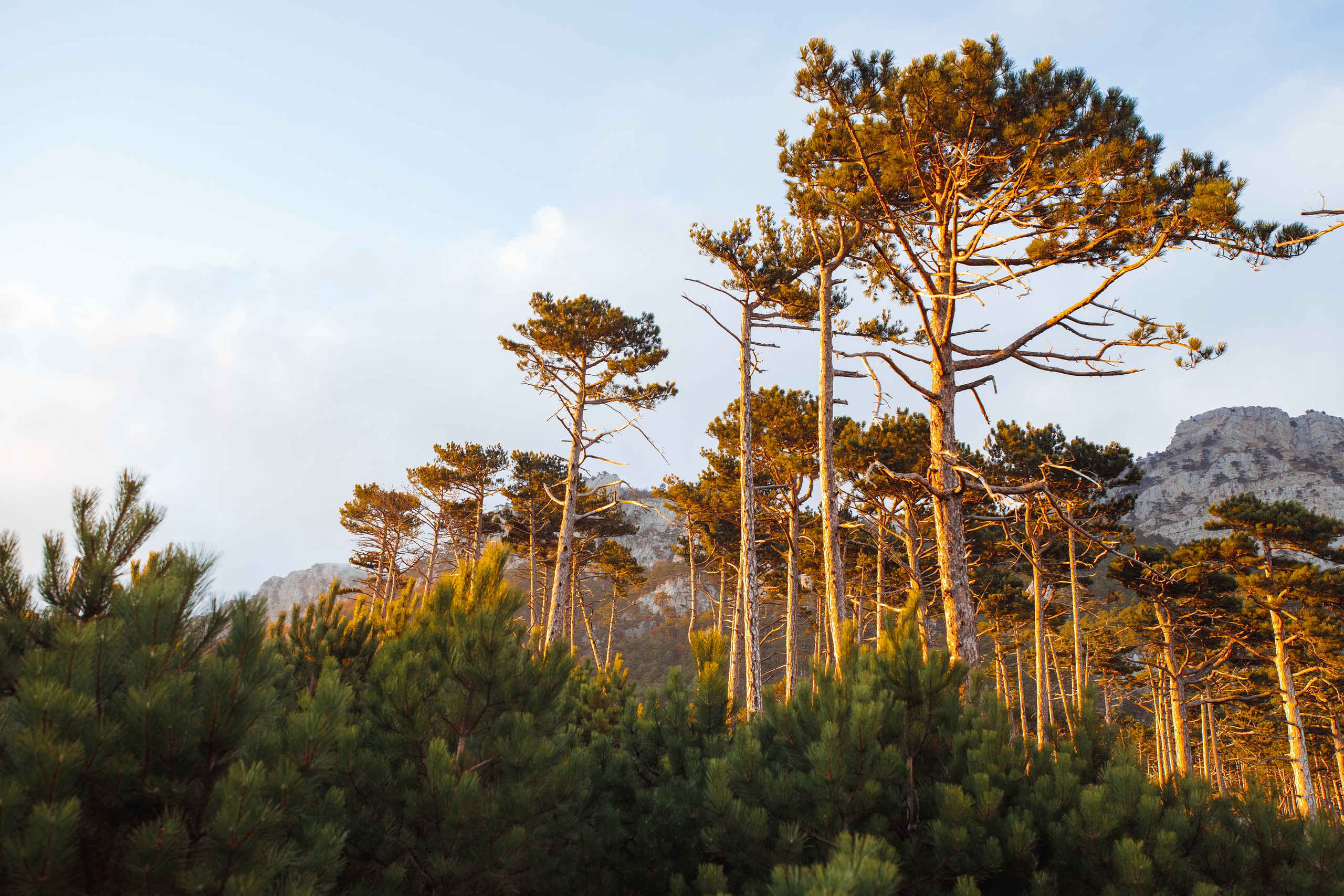 Nature. Артем Корнев Фотограф