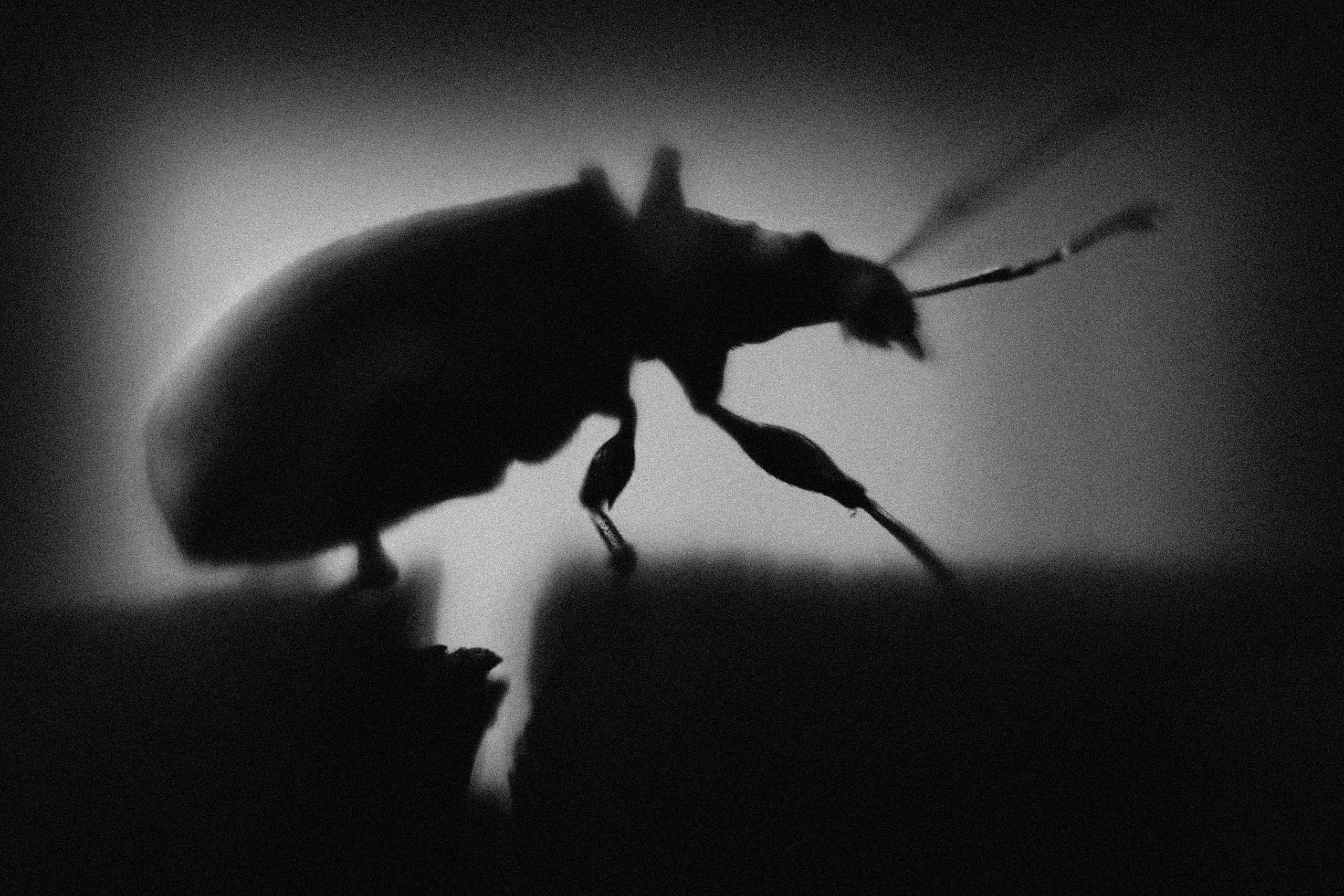 Макро. Фотограф Лагутин Анатолий