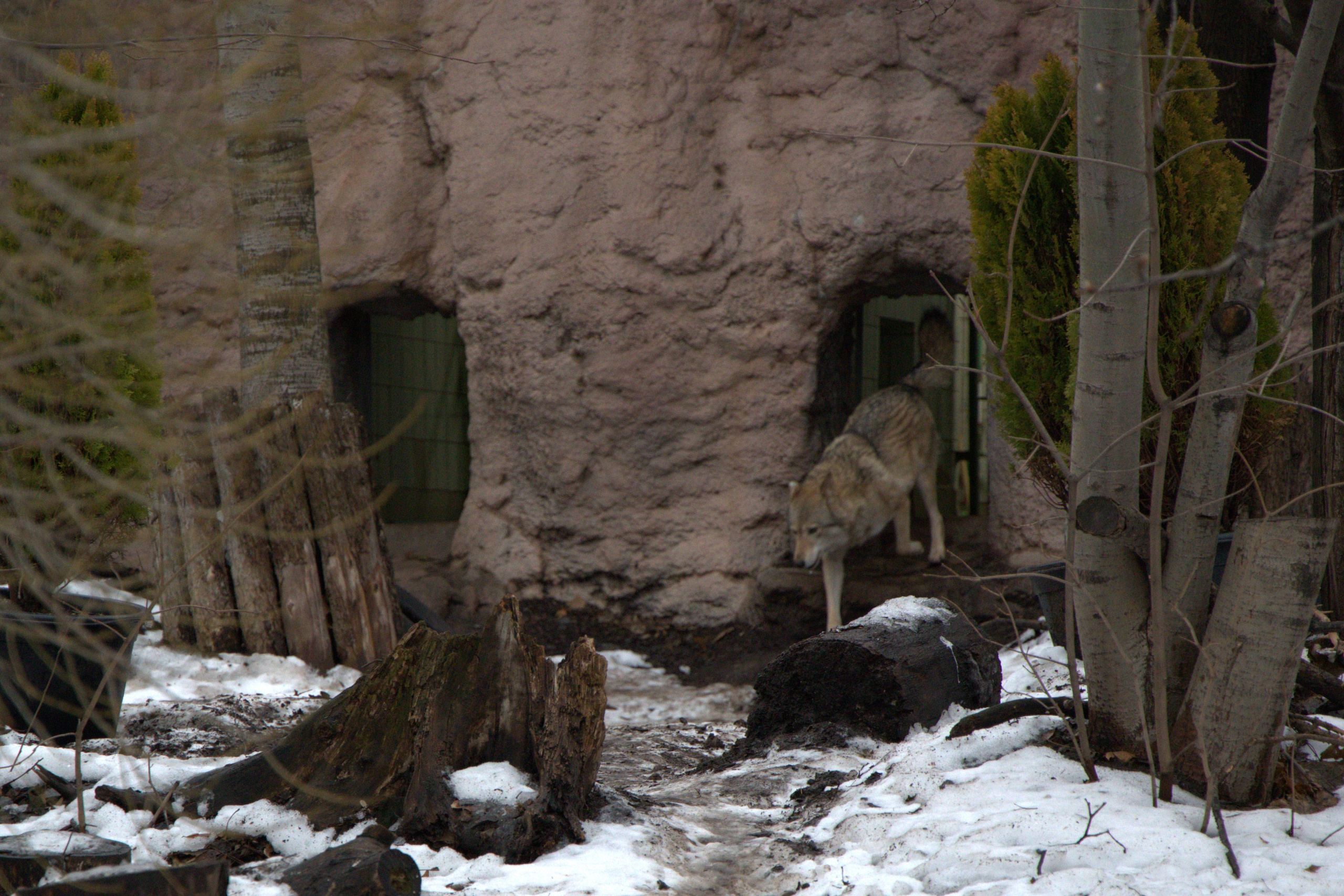 ЗООПАРК. ФОТОГРАФ В МОСКВЕ СТАНИСЛАВ КОБЗЕВ