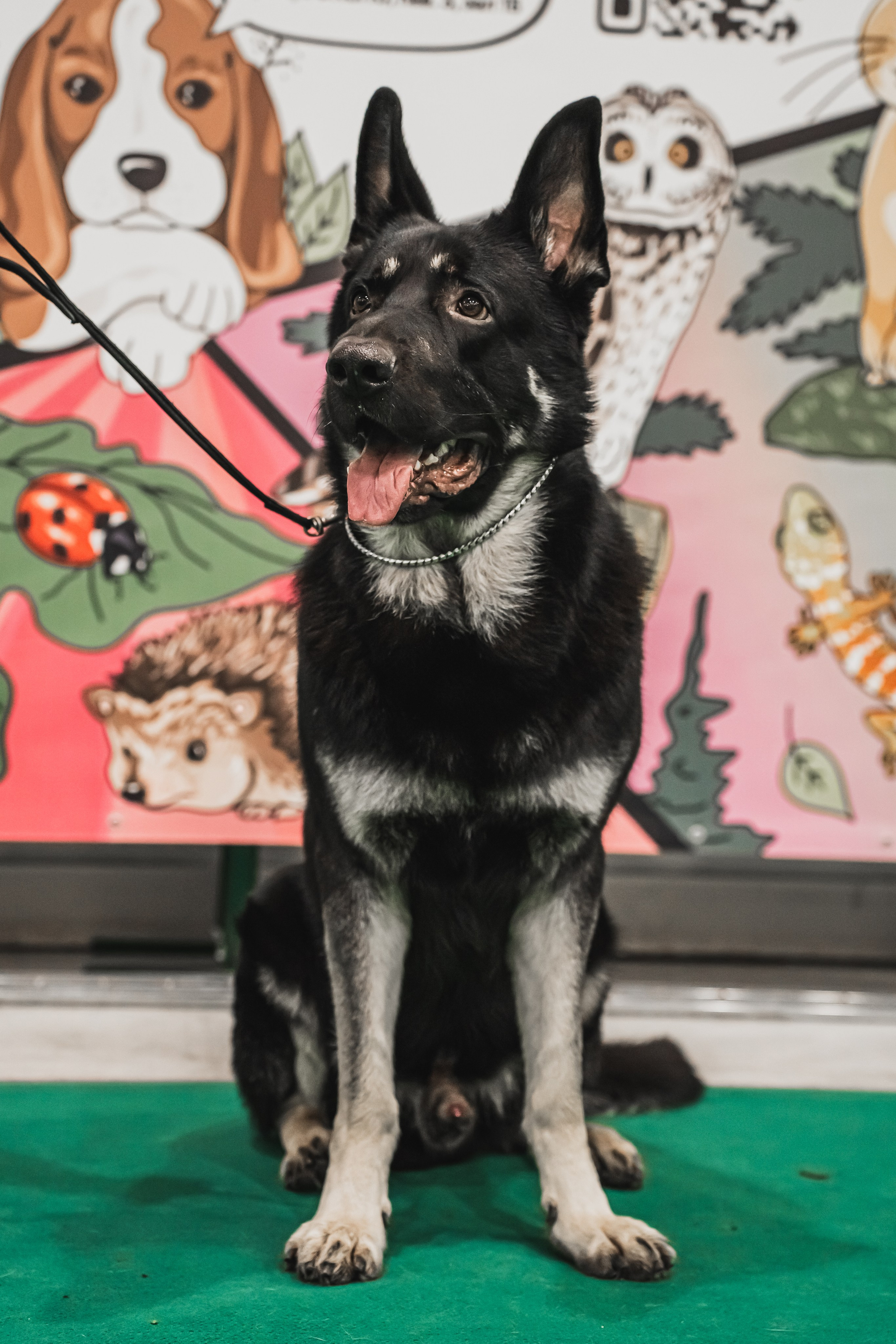 Международная выставка собак всех пород. Репортажный фотограф Анастасия Рубцова