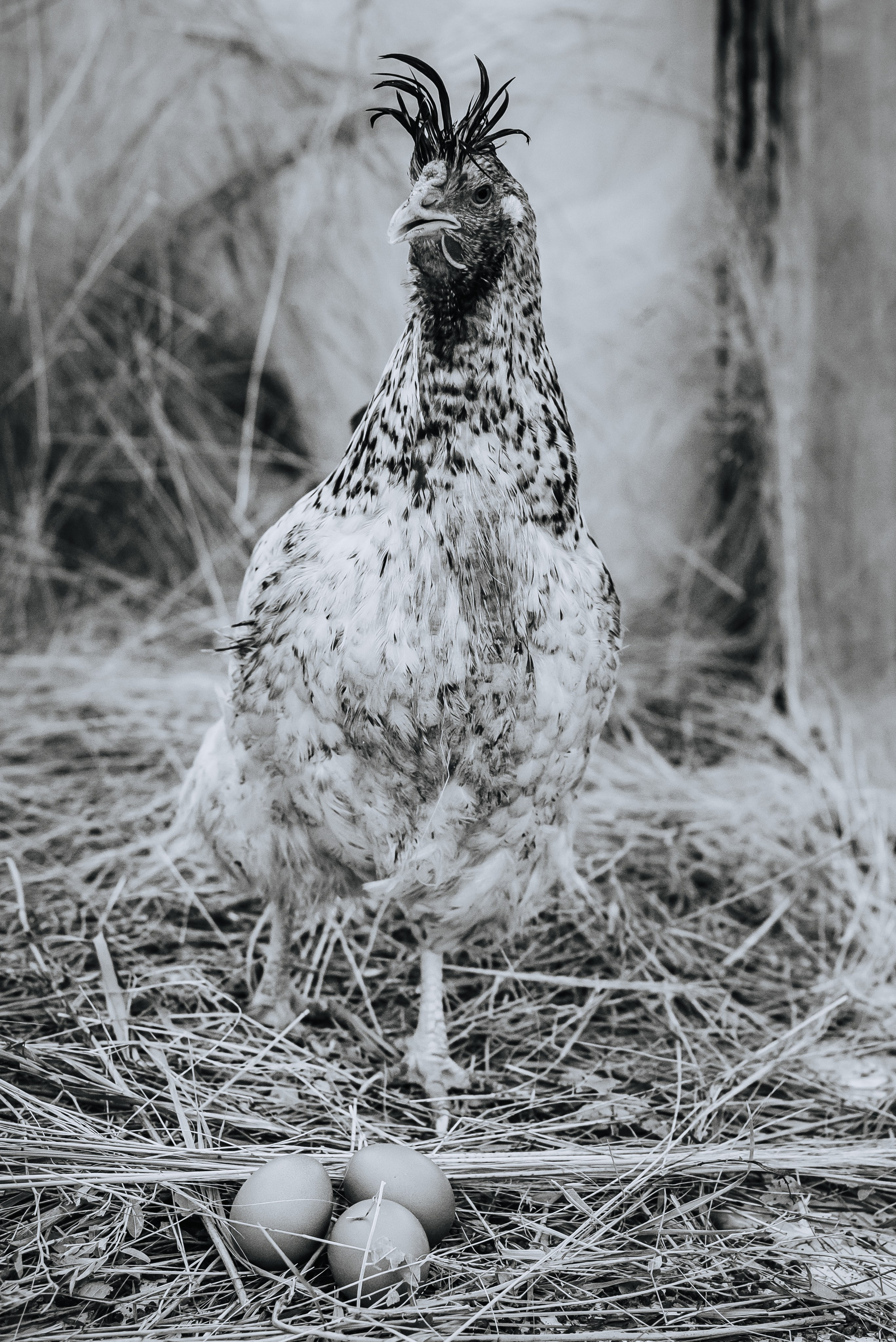 Животные. Фотограф Карина Шарова Москва