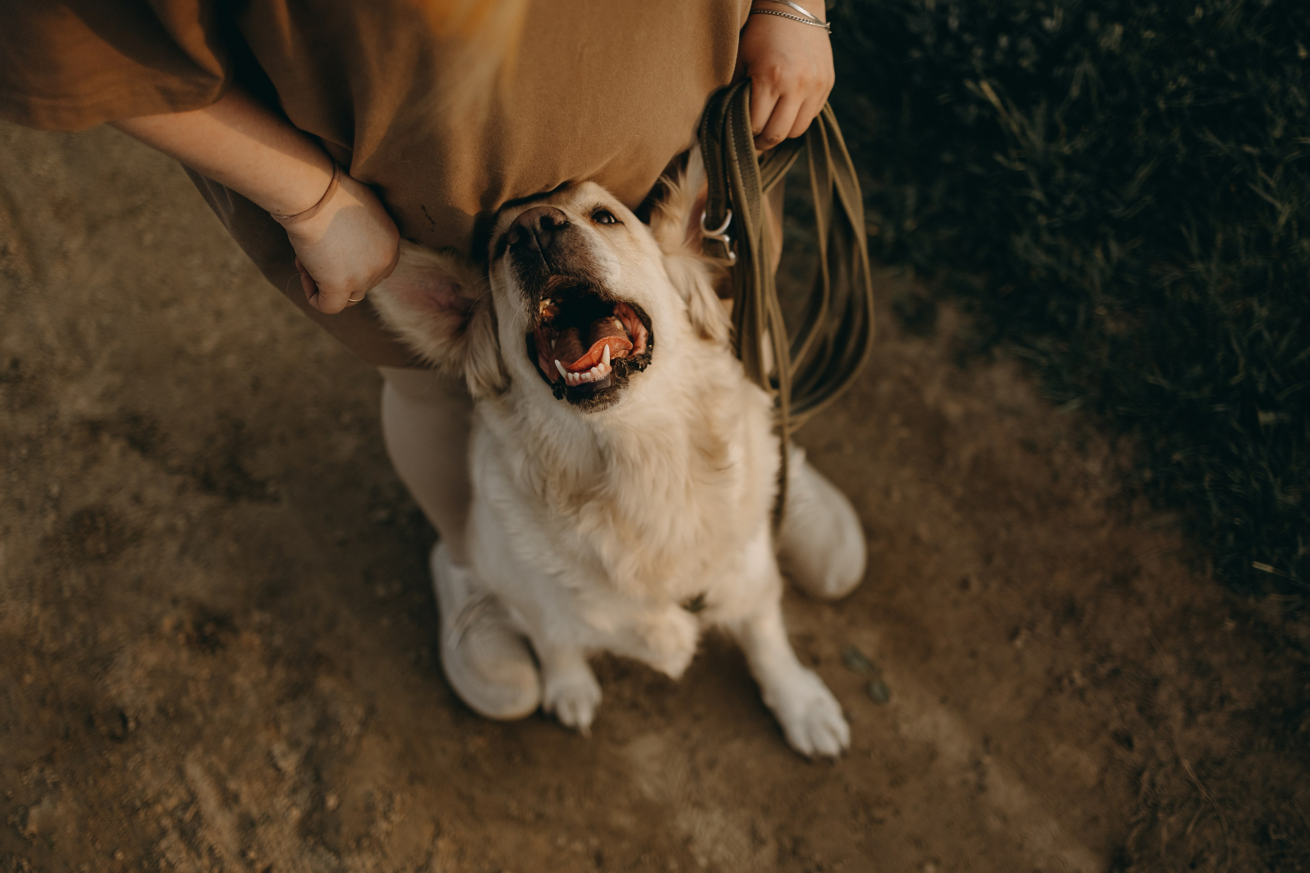 Милка и ребята. Фотограф — Анималист | Санкт-Петербург