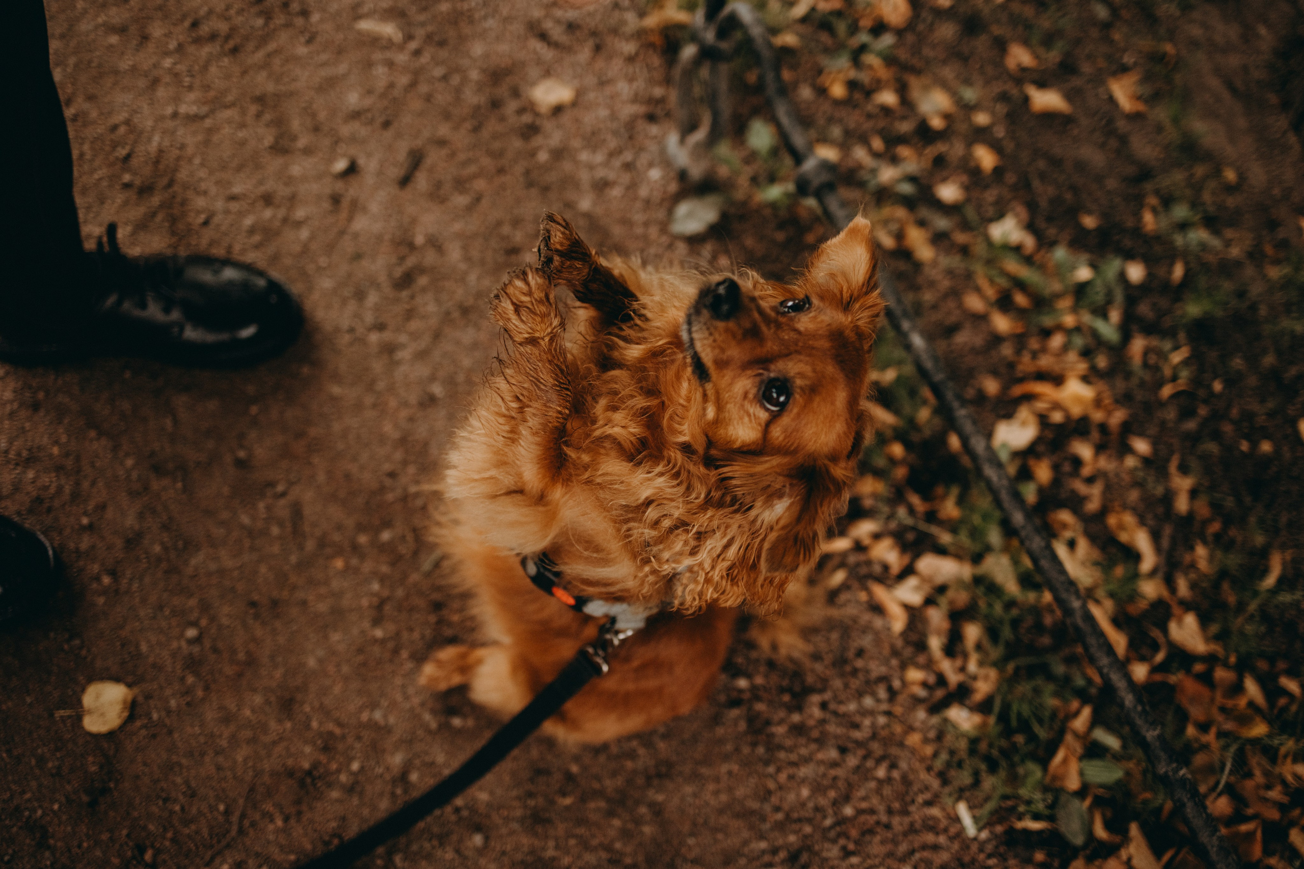 Жу и ее семья. Фотограф — Анималист | Санкт-Петербург