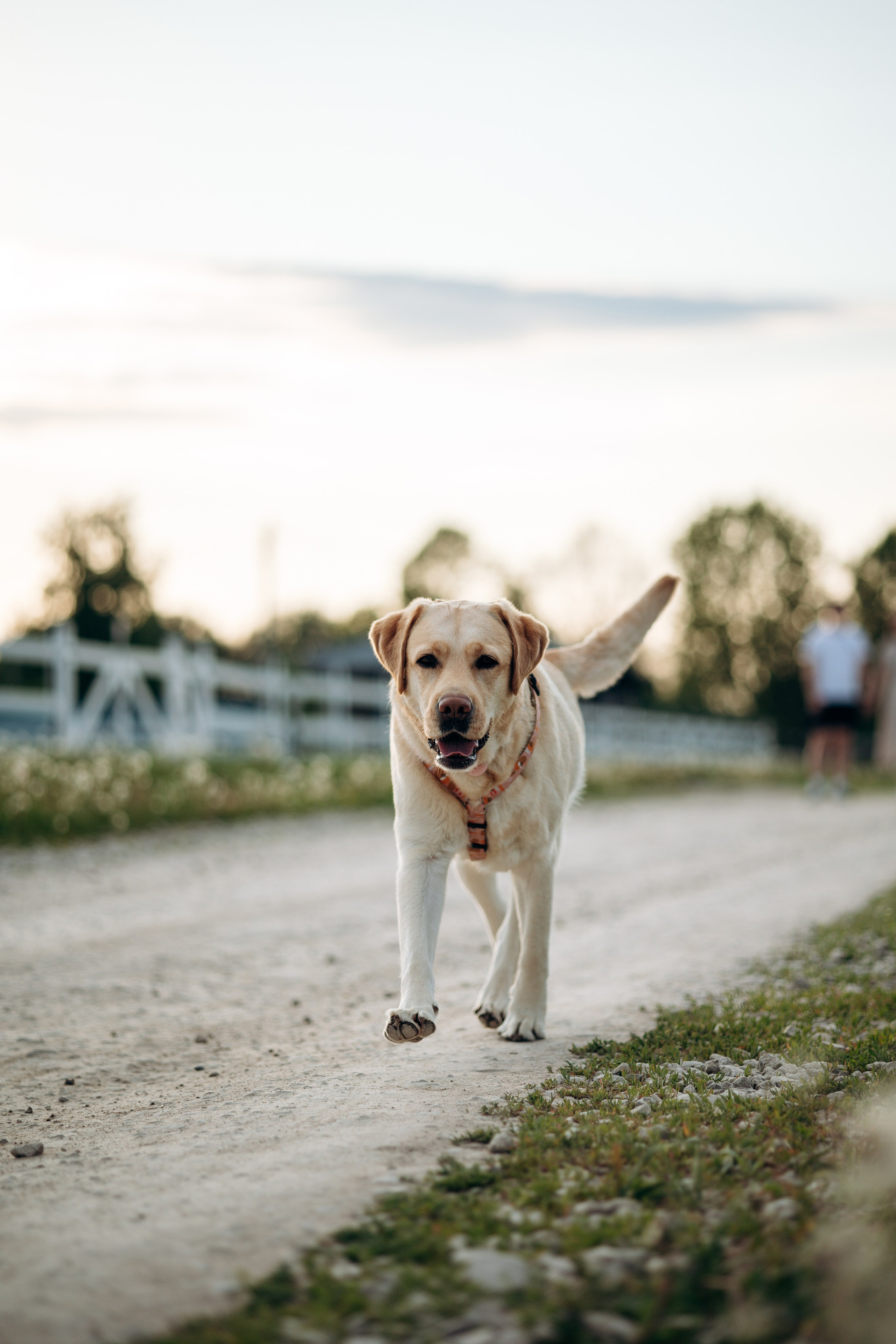 Шани и ее семья. Фотограф — Анималист | Санкт-Петербург