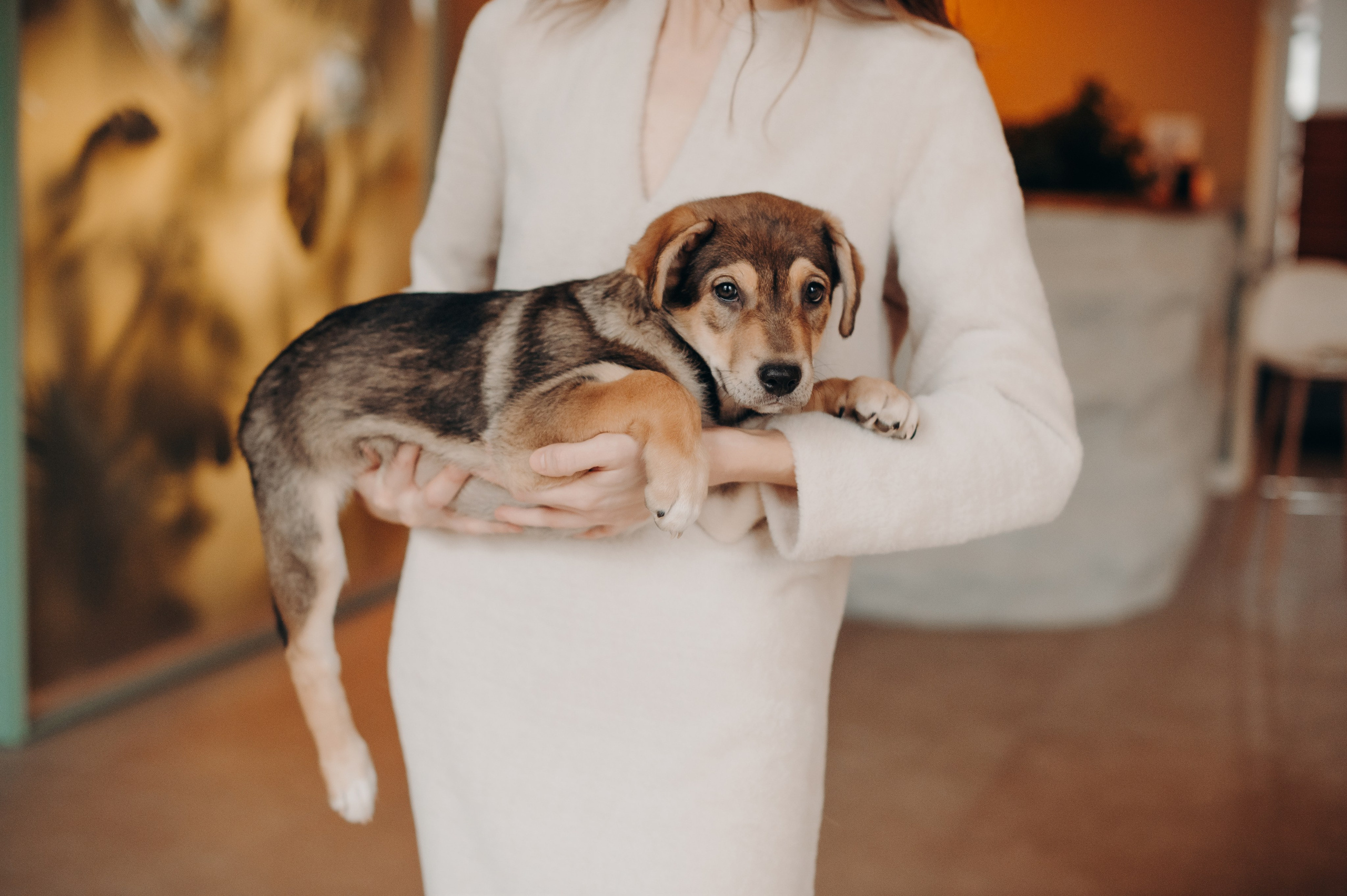 Анималистика. Главная