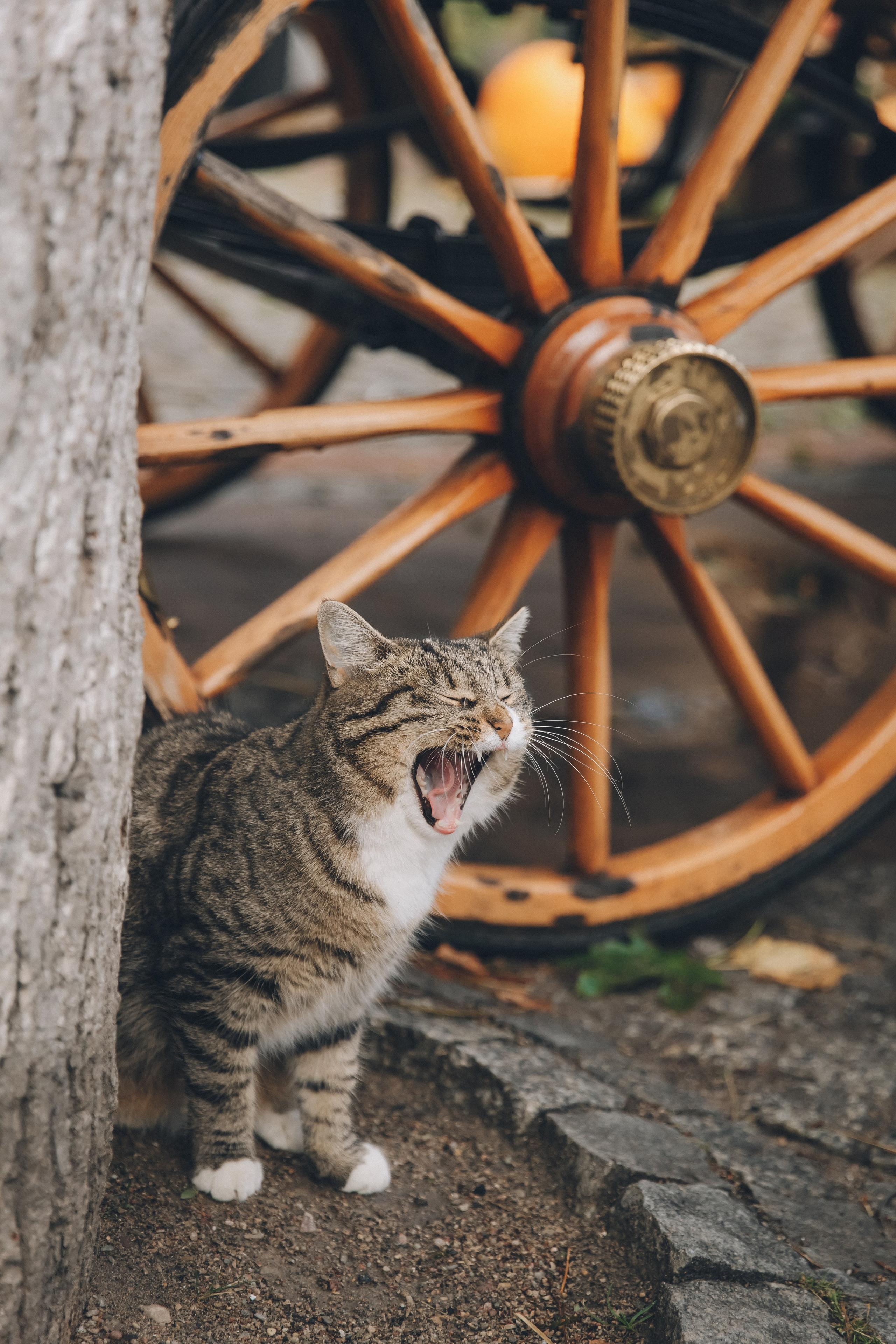 Коты Зеленоградска. Фотограф Зеленоградск Красильникова Елена