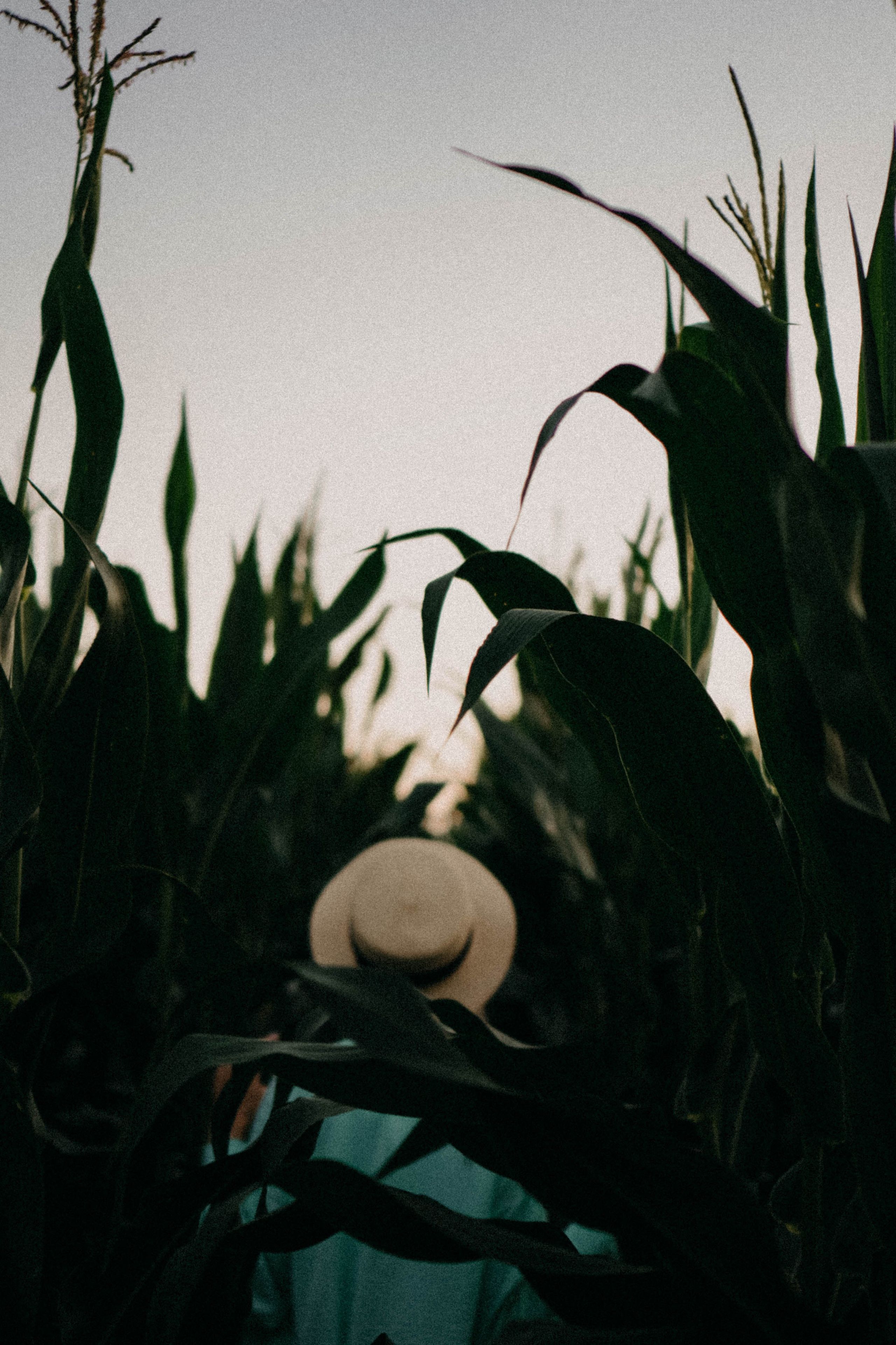 Летний вечер. Профессиональный фотограф, Санкт-Петербург — Виктория Богомолова