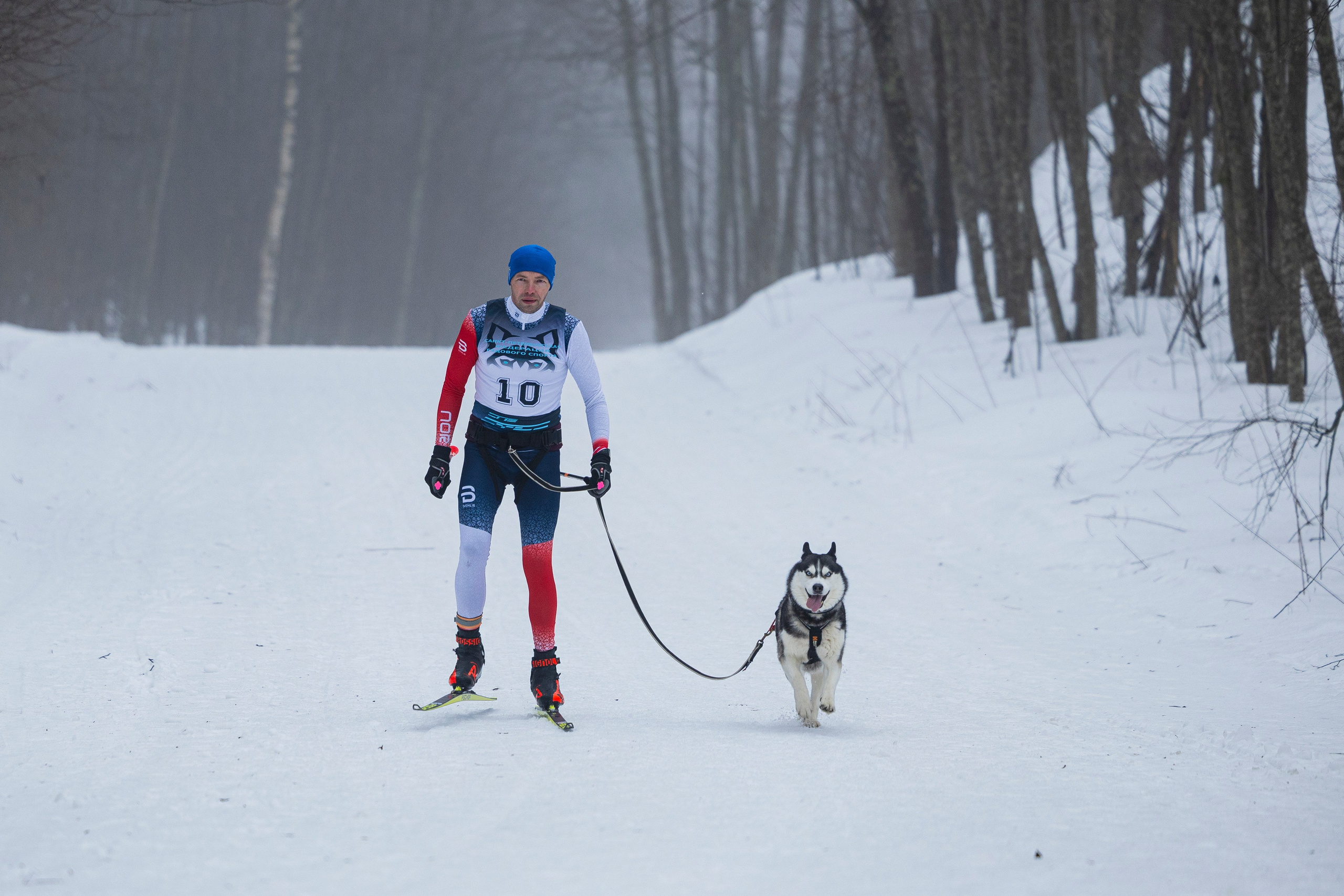 Зимний Чемпионат Санкт-Петербурга по ездовому спорту. Фотограф-анималист Анна Маринич