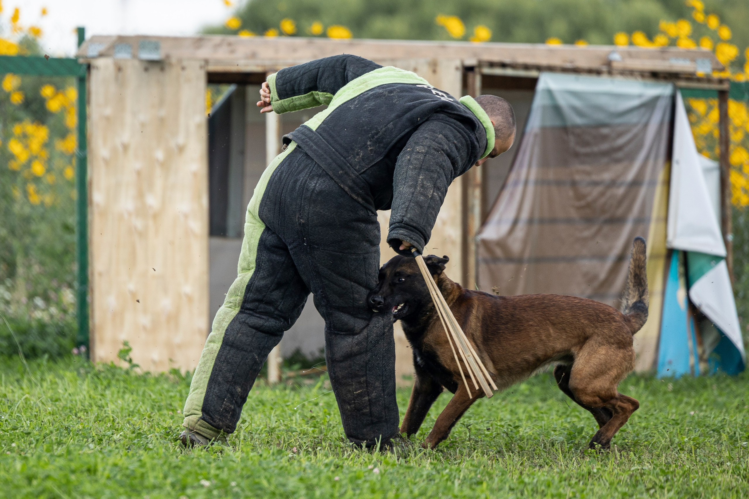 Соревнования по Мондьорингу г. Вологда 10-11.08.2024. Фотограф-анималист Анна Маринич
