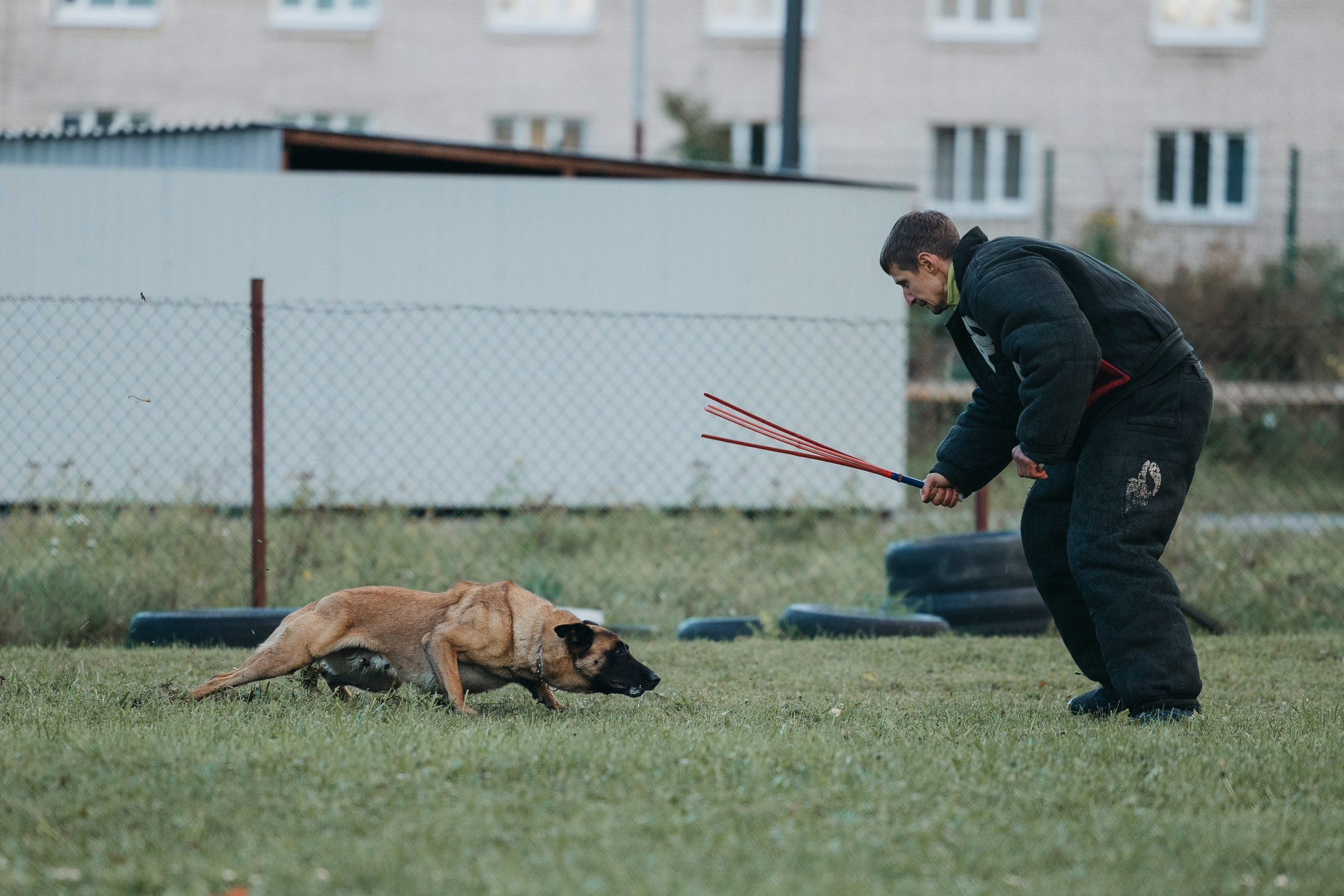 Испытания по мондьорингу г. Пушкин 29.09.2024. Фотограф-анималист Анна Маринич