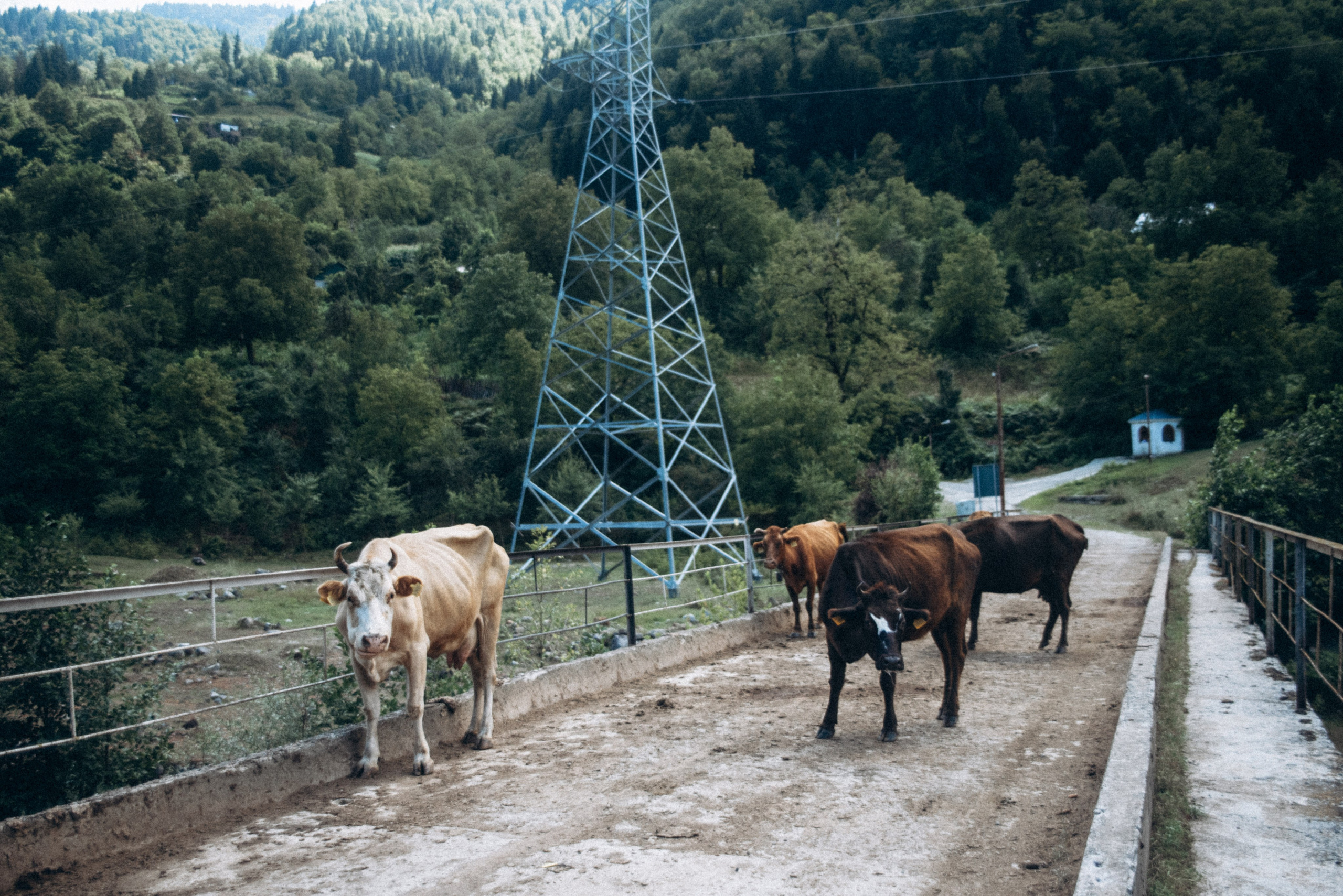 Верхняя Аджария, Грузия 🇬🇪. Anita_photo